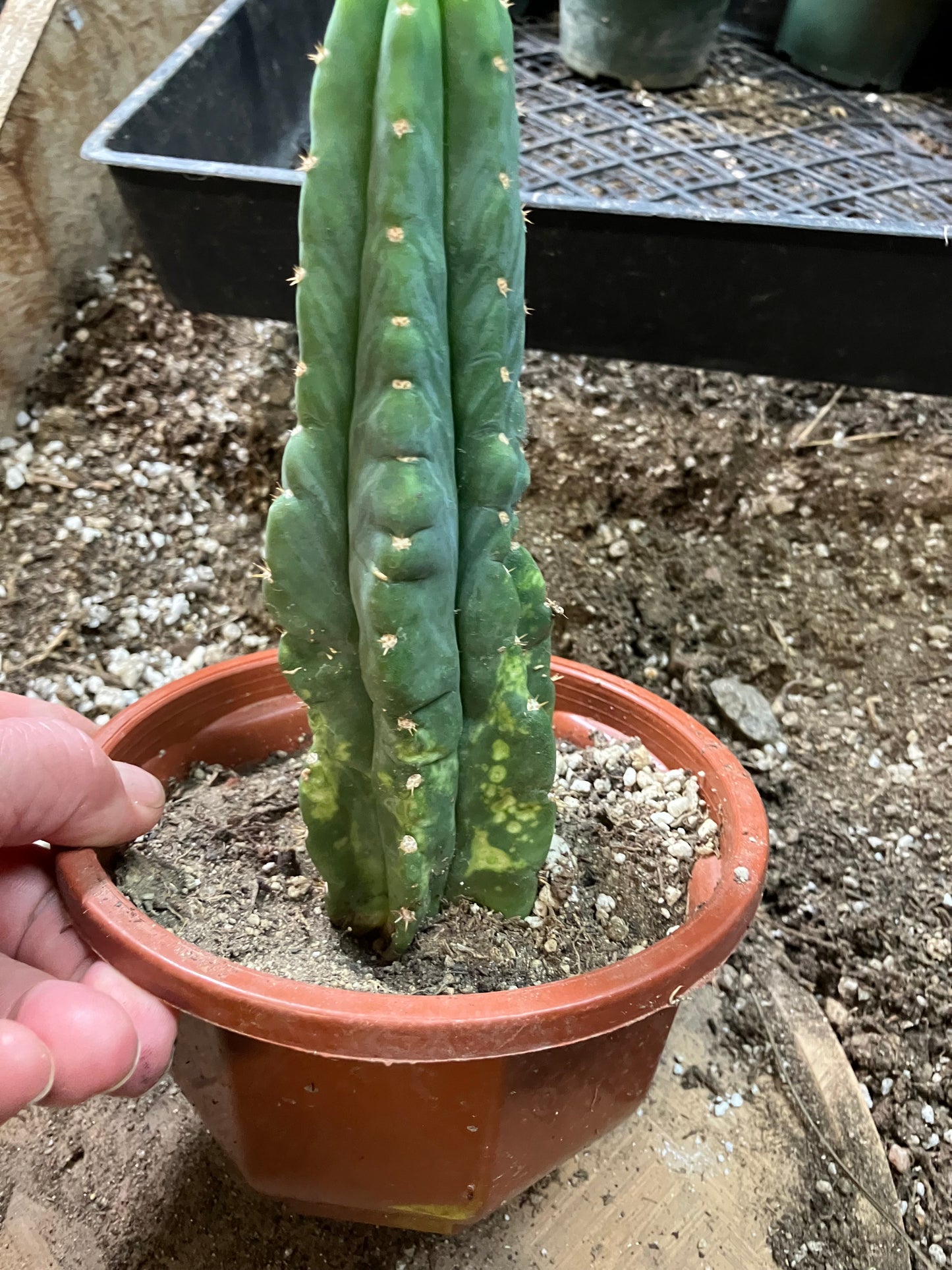 San Pedro Cactus - Trichocereus pachanoi 7"Tall #7Y