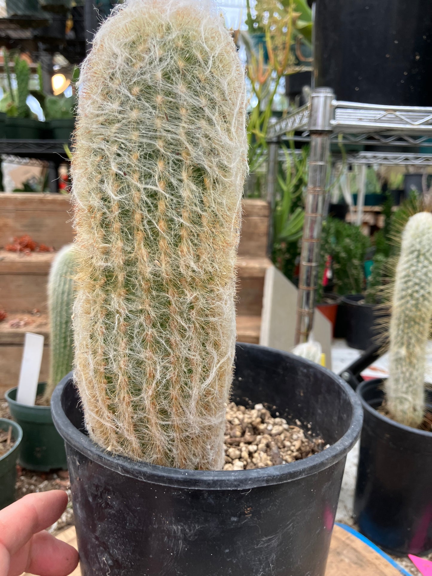 Espostoa lanata Old Man of the Mountain 9.5"Tall 8"Circumference #5P