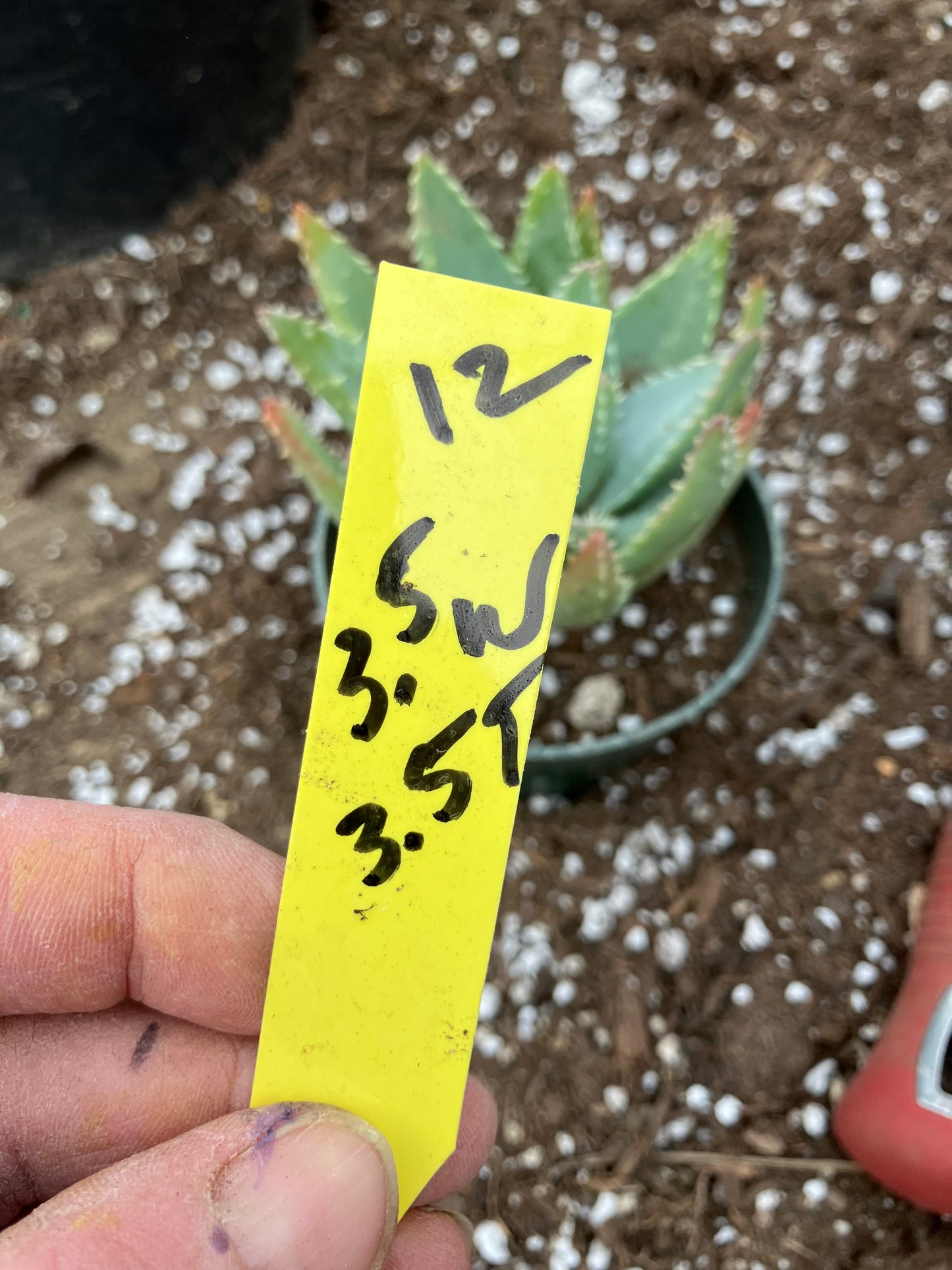 Aloe Brevifolia Short Leaf Aloe Succulent 3.5"W 3.5"Tall #12Y