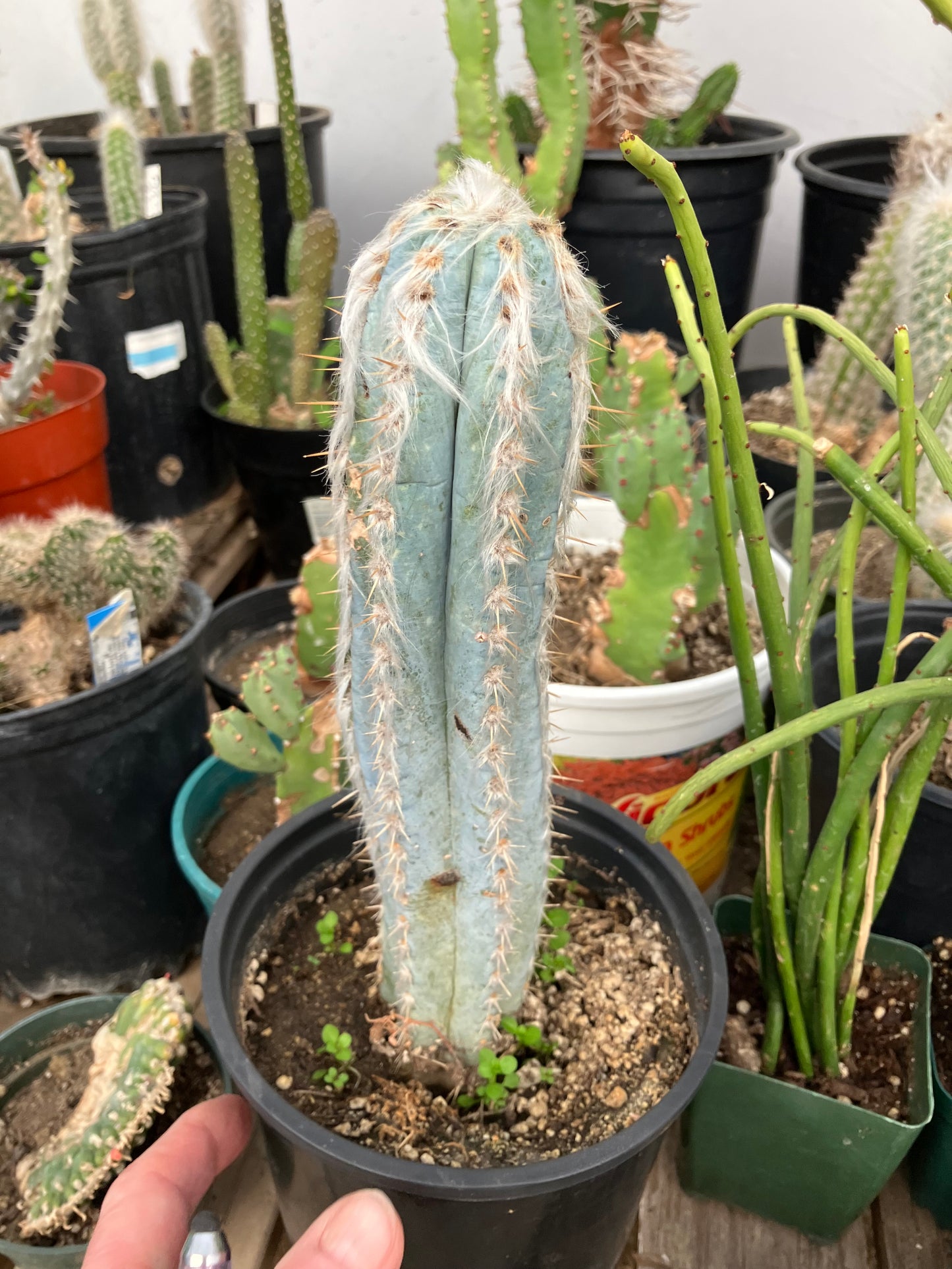 Pilosocereus Pachycladus Cactus 10" Tall 8.5"Circumference