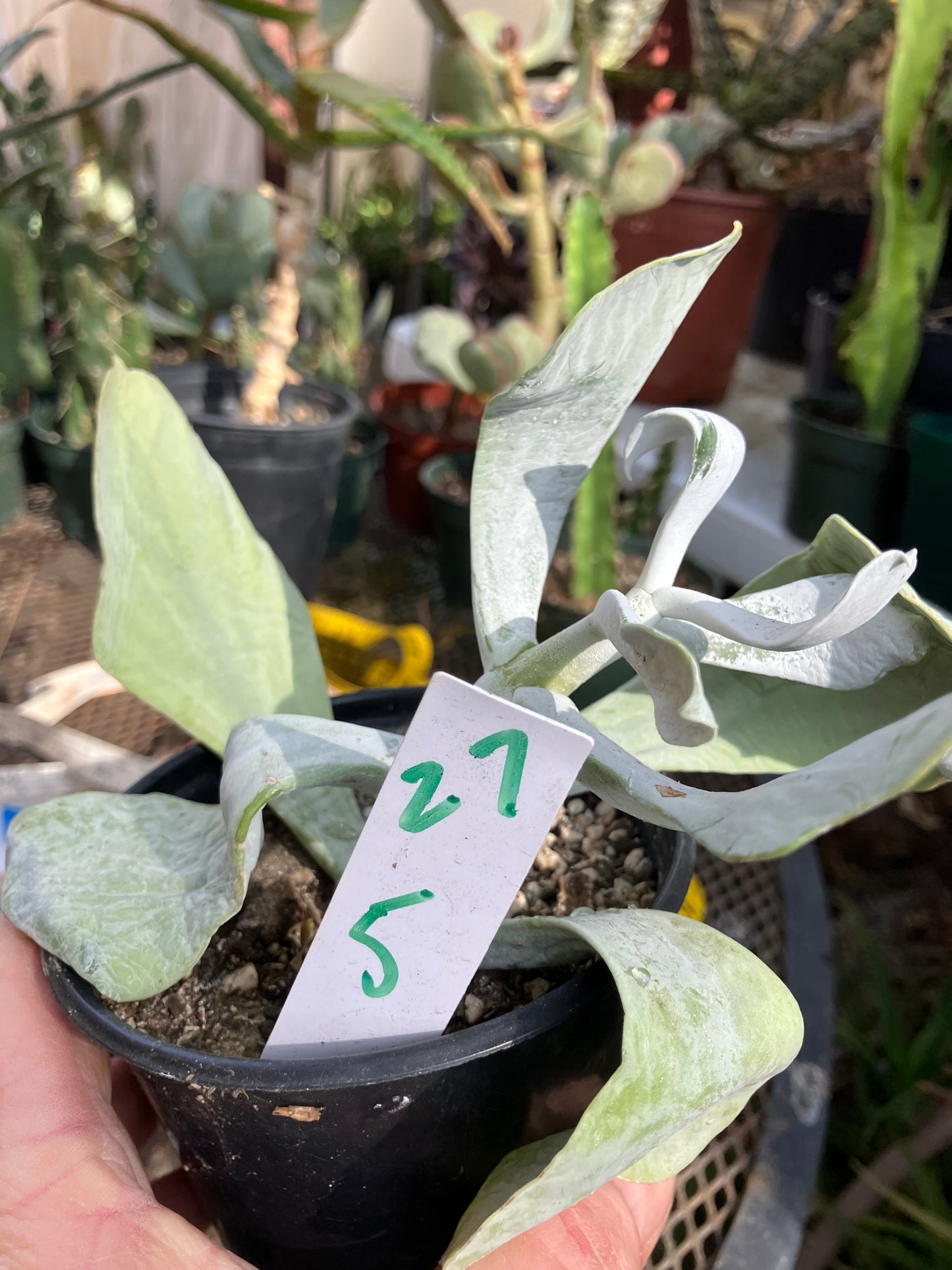 Cotyledon Silver Waves Succulent 5.5"Tall #27W