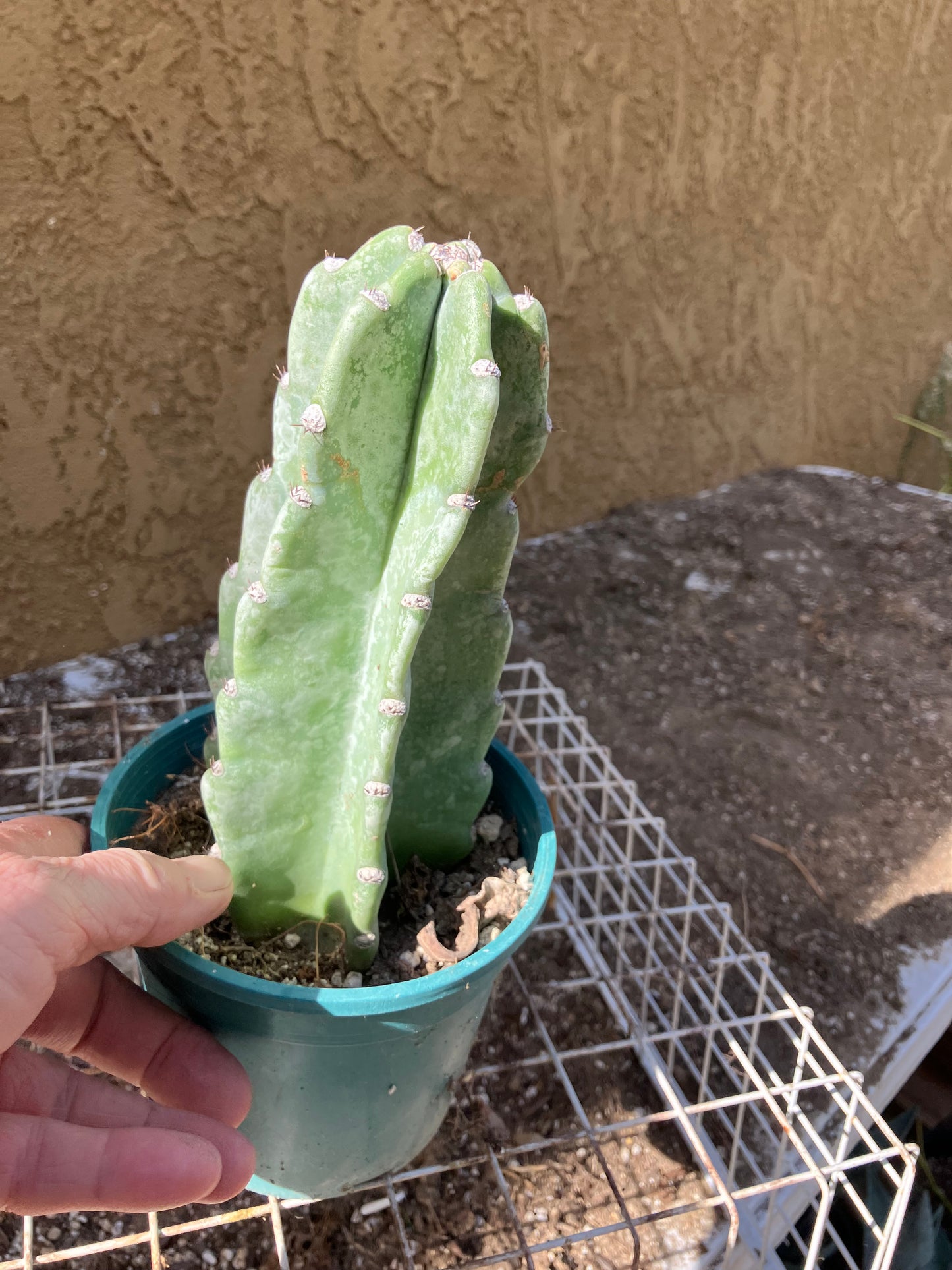 Cereus Peruvianus Night Blooming 7”Tall #07P