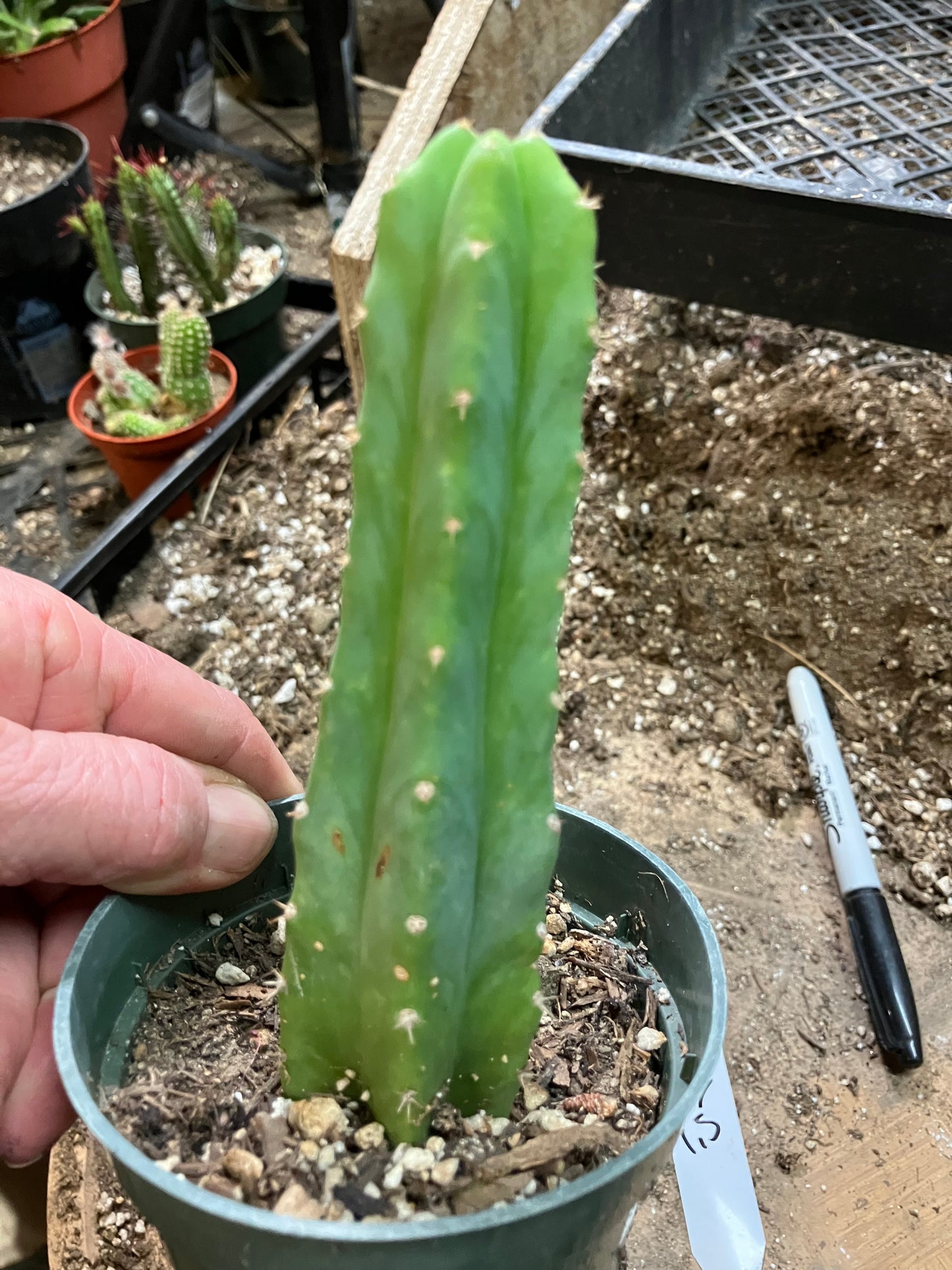 San Pedro Cactus - Trichocereus pachanoi 5"Tall #288W
