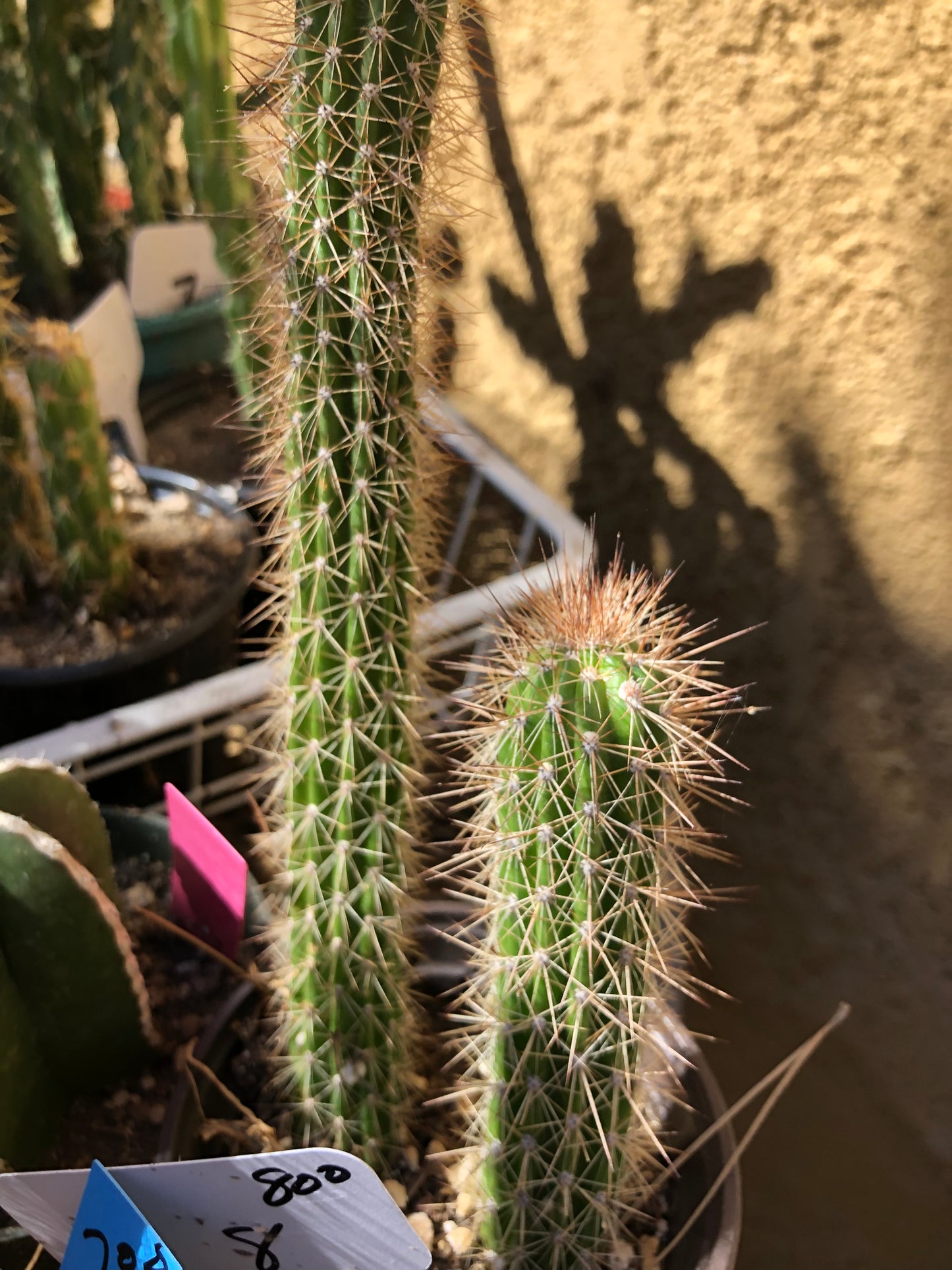 Echinocereus pensilis Snake Cactus Plant 8"Tall #80W