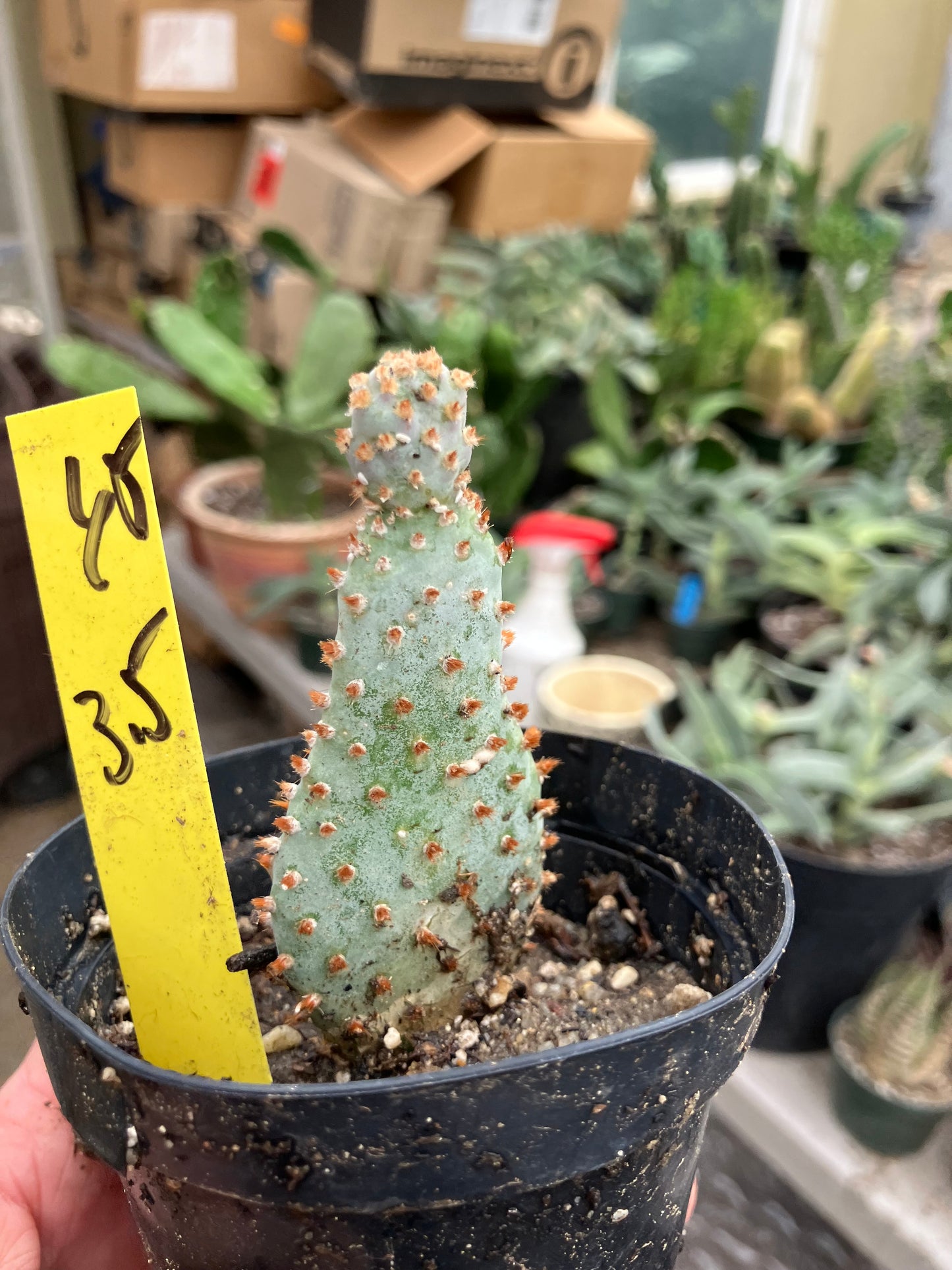 Opuntia Basilaris Beavertail Cactus 3.5"Tall #65Y