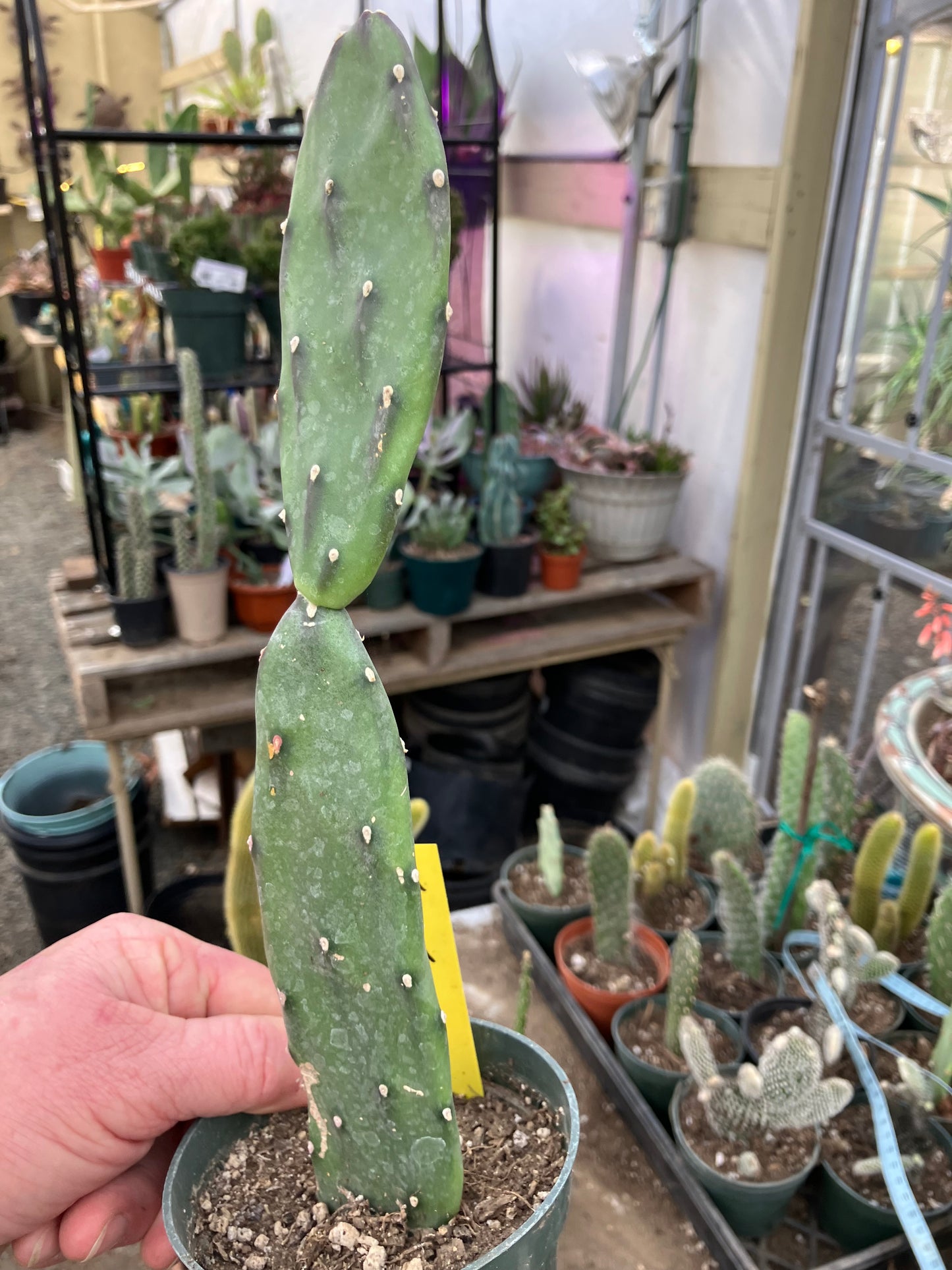 Opuntia canterae elata Ground Crawler 11"Tall #4Y