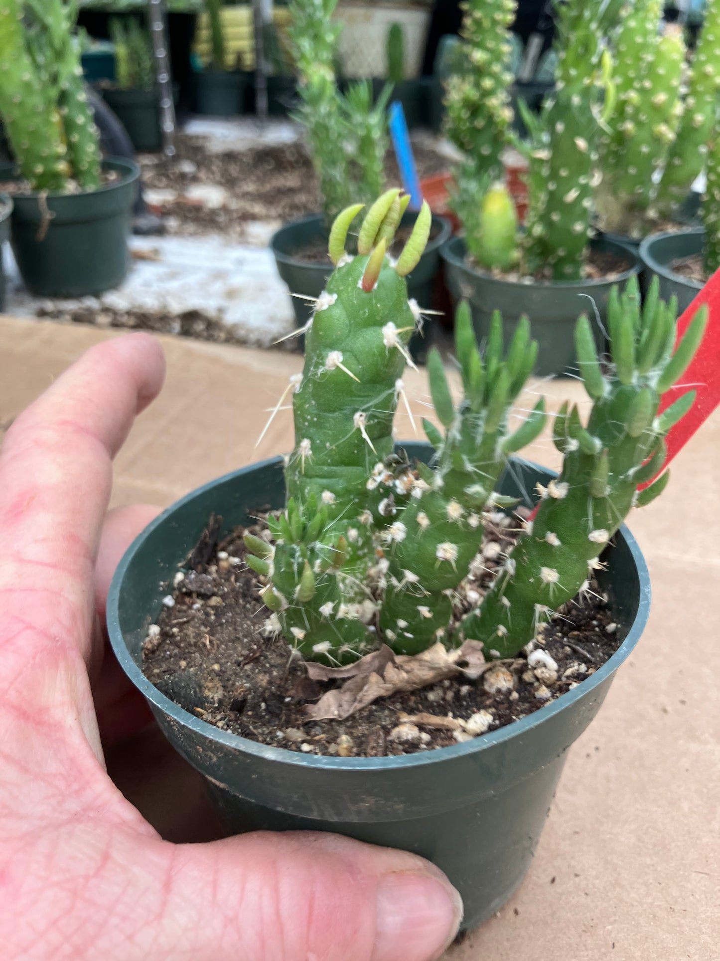 Austrocylindropuntia Cactus Gumbi Mini Eve's Needle 3"Tall #3R