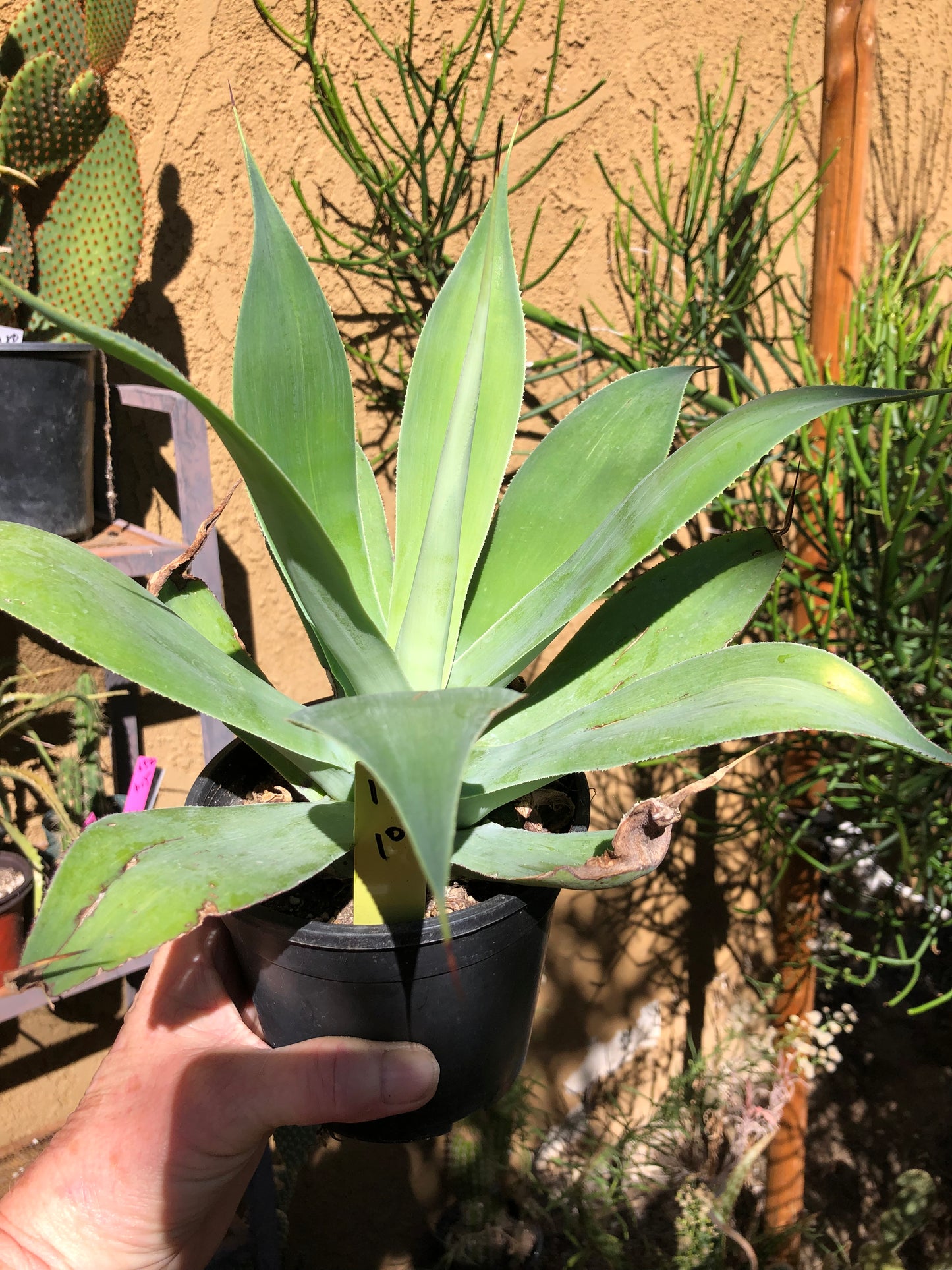 Agave~ Fox Tail Agave Attenuata 10"Wide #10Y