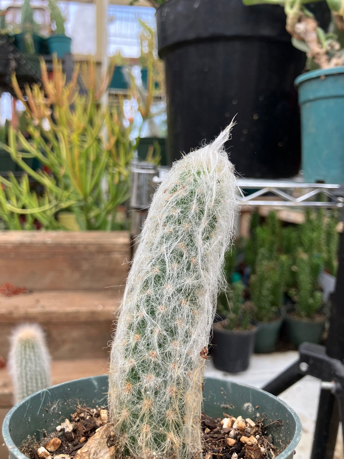 Oreocereus doelzianus Old Woman, Old Man Cactus 4"Tall #40Y
