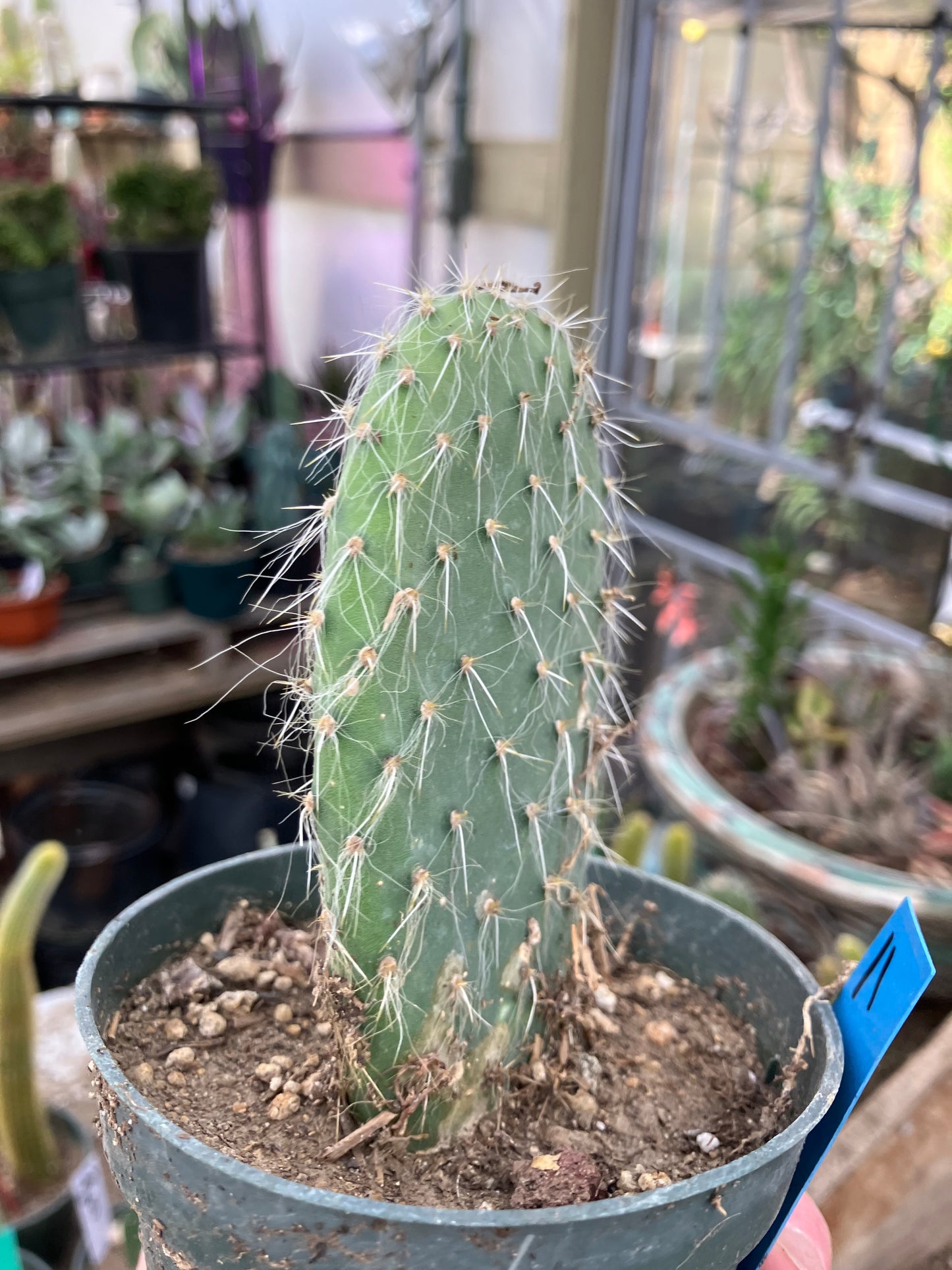Opuntia pailana "White Thorned" Prickly Pear 4"Tall #11B