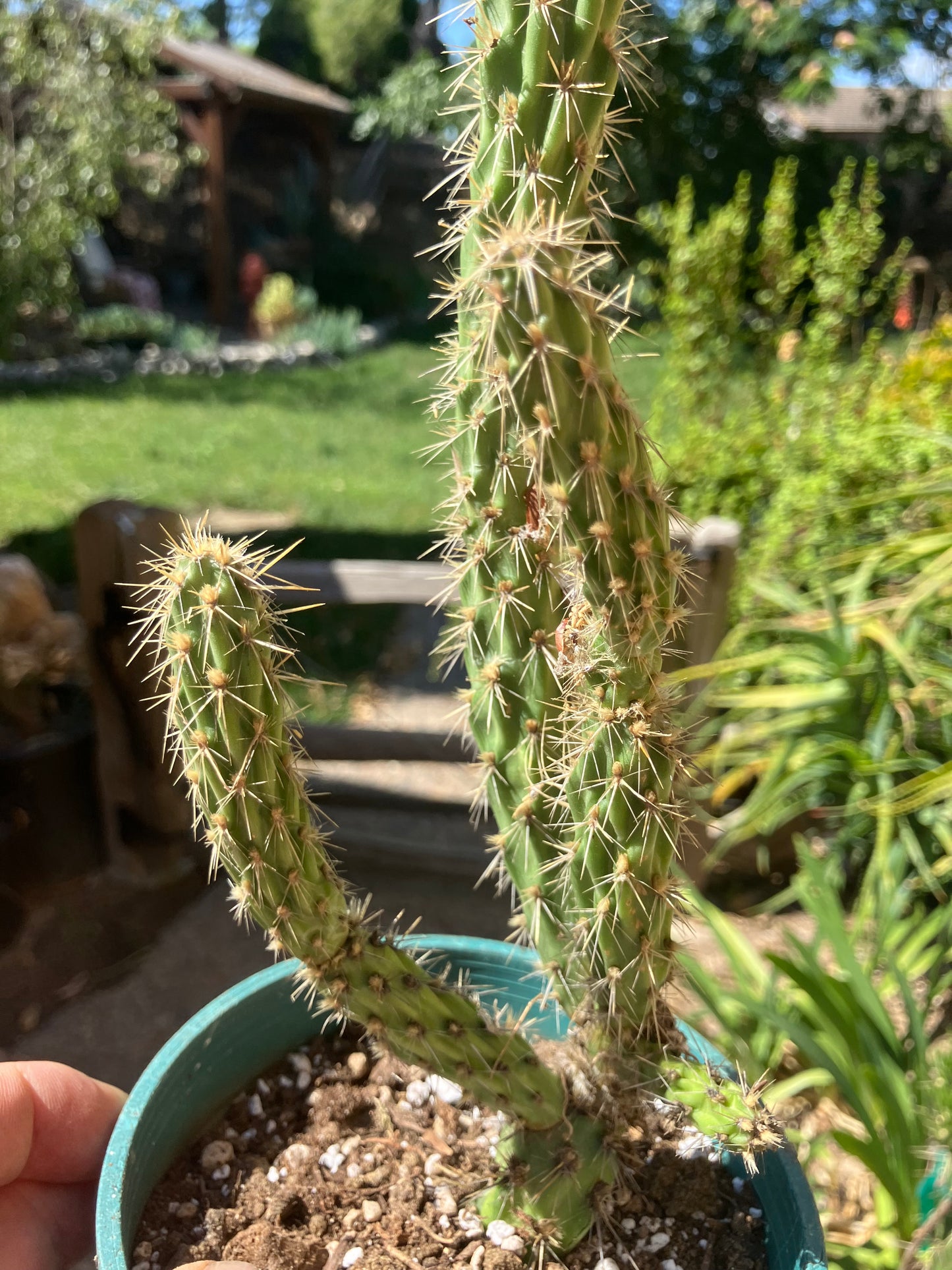 Cholla Cylindropuntia Buckhorn Cactus 14”Tall #144W