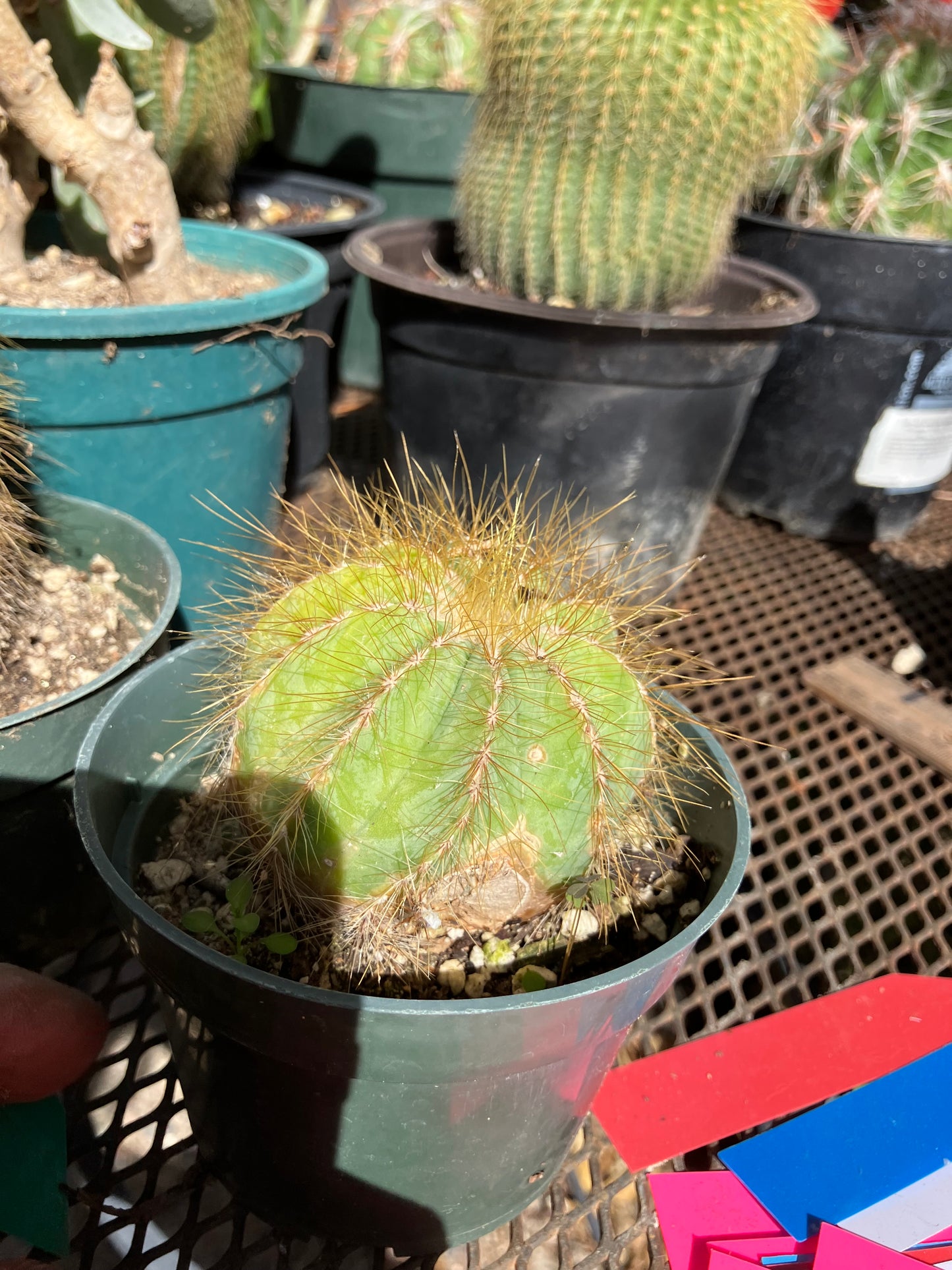 Notocactus Magnificus  Balloon Cactus Fast Grower  2.5" Wide #1G