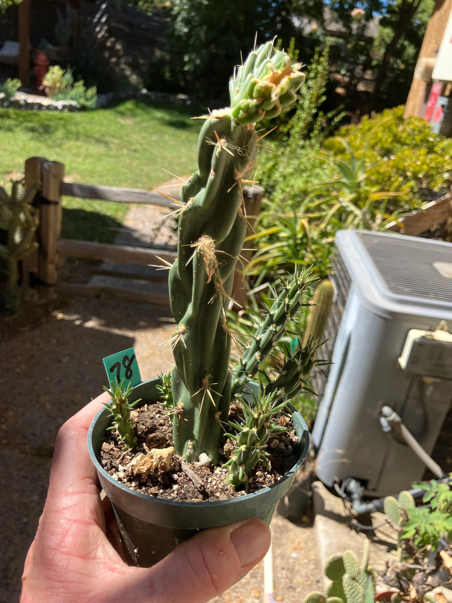 Cholla Cylindropuntia Buckhorn Cactus 9”Tall #78G