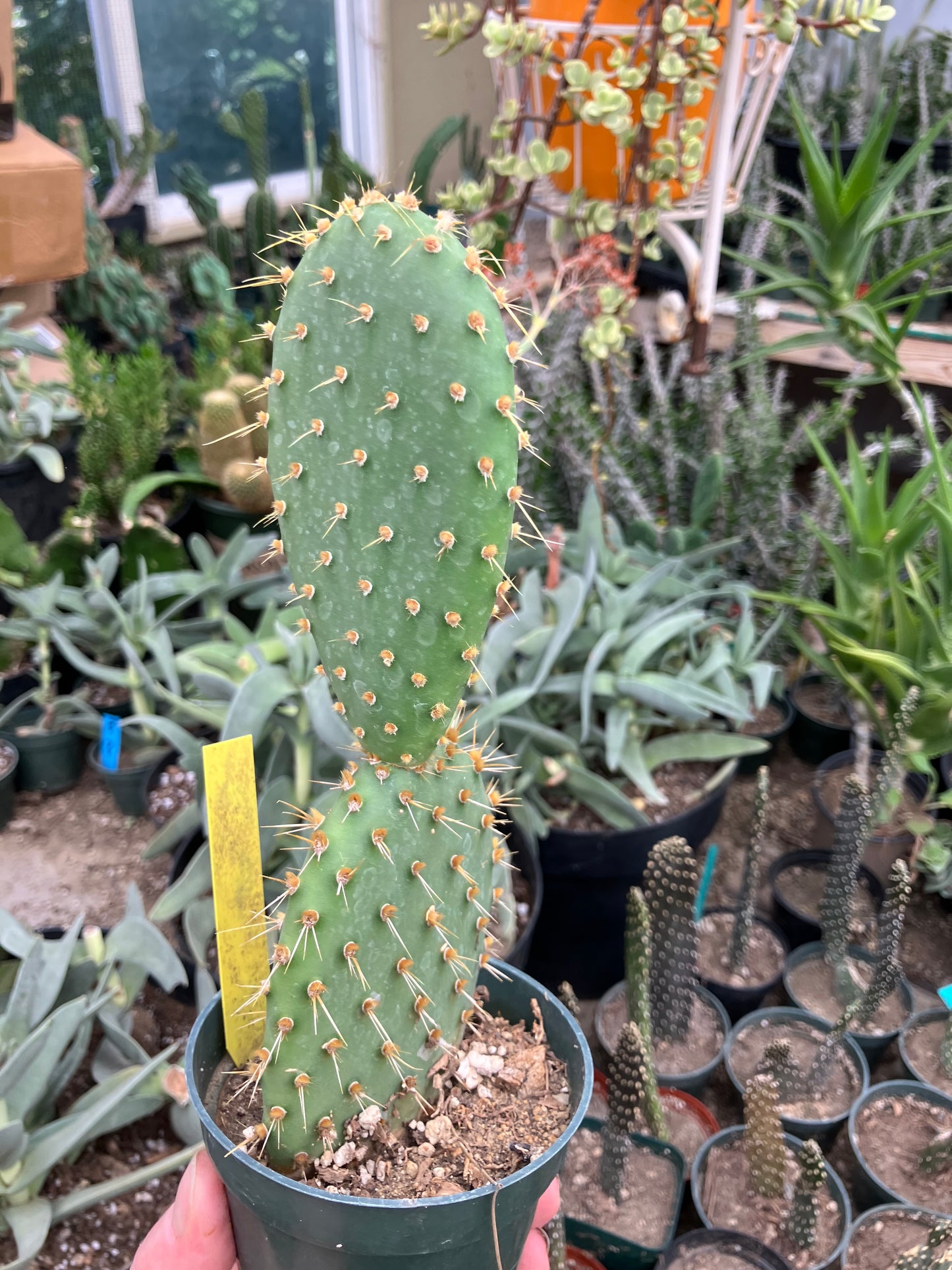 Opuntia engelmannii "Texas Prickly Pear" 9"Tall #120Y