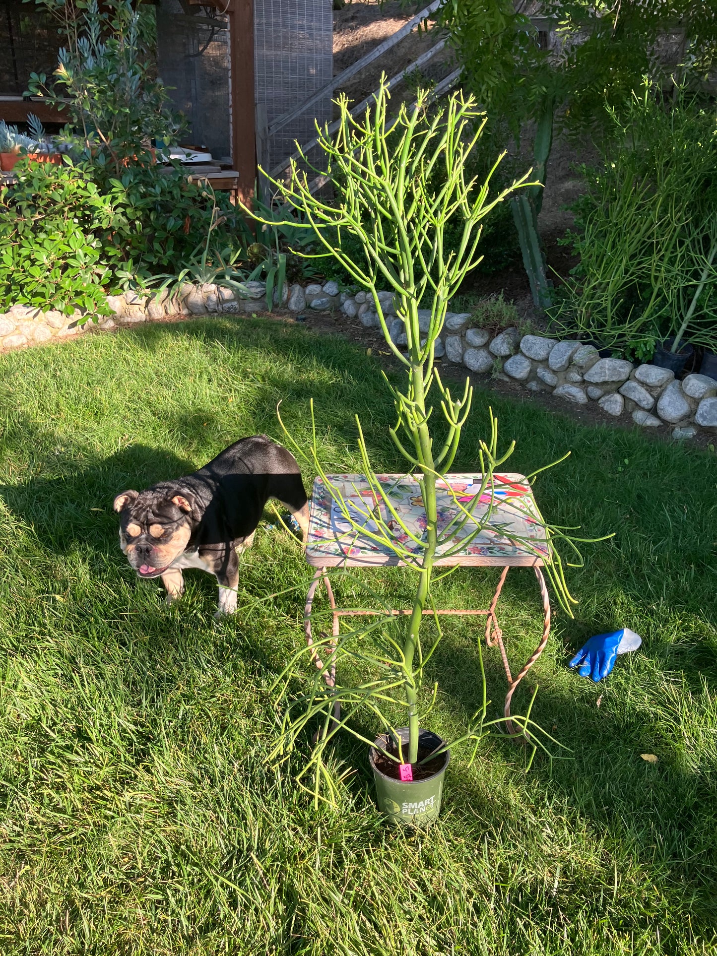 Euphorbia tirucalli Pencil Cactus/Succulent 53"Tall 20"Wide #47P