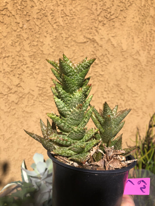 Aloe juvenna Tiger Tooth 5"Tall #52P