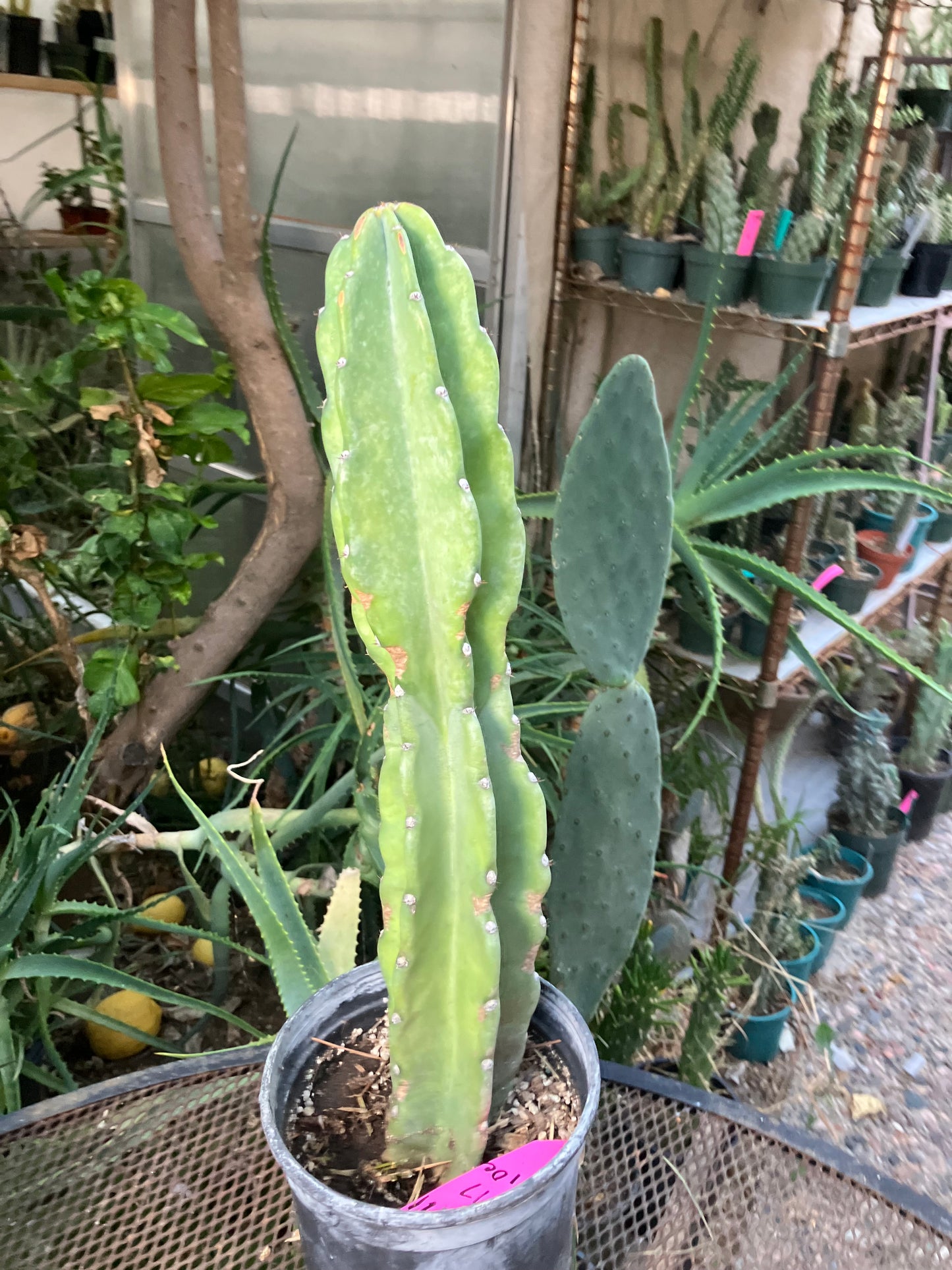 Cereus Peruvianus Night Blooming 17"Tall #011P