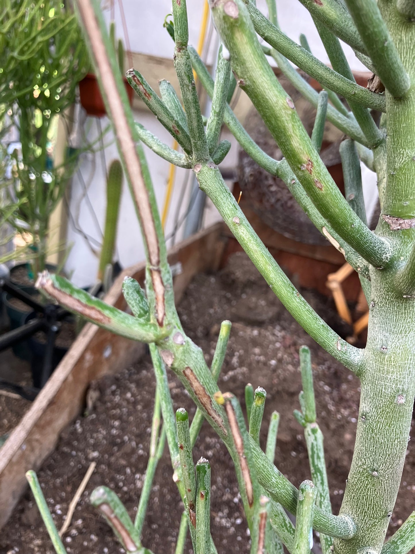 Euphorbia tirucalli Fire Stick 36"Tall 11"Wide #7G