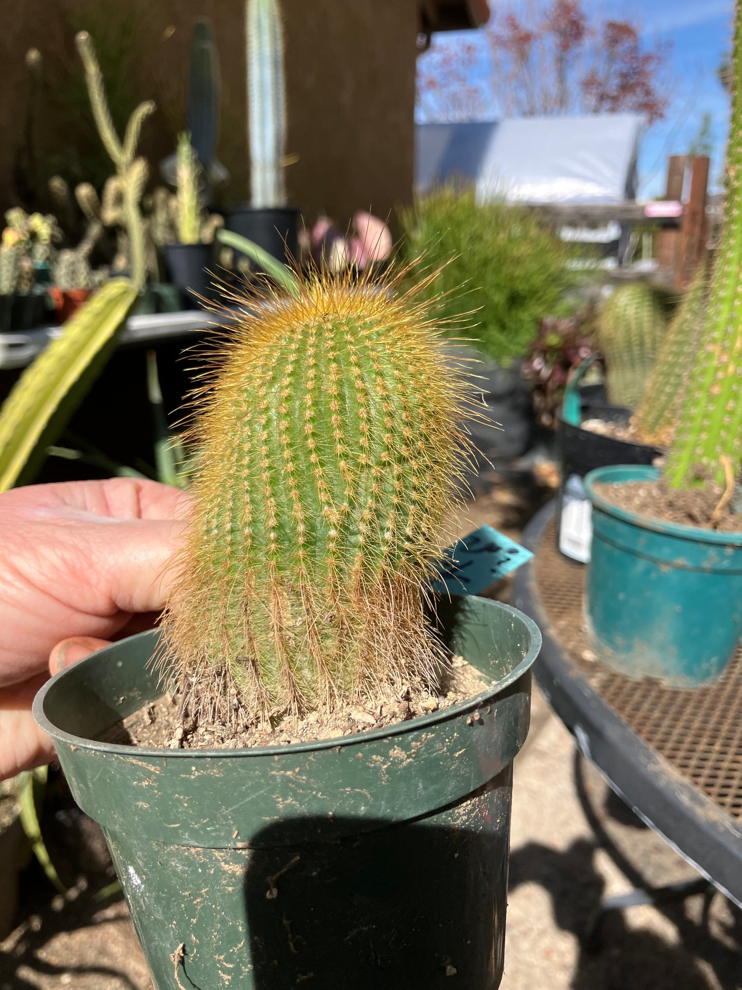 Notocactus leninghausii 4"Tall Cactus #200G
