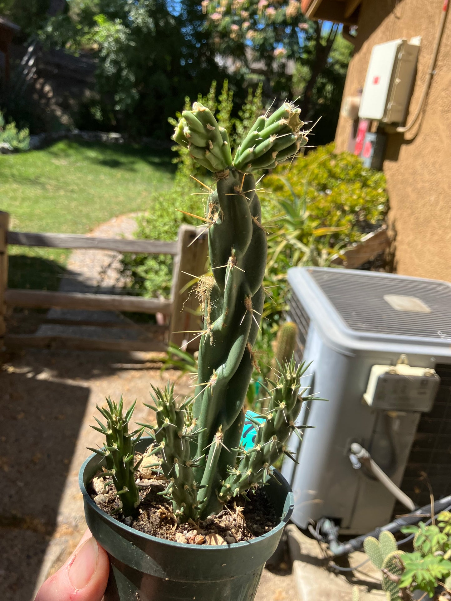 Cholla Cylindropuntia Buckhorn Cactus 9”Tall #78G