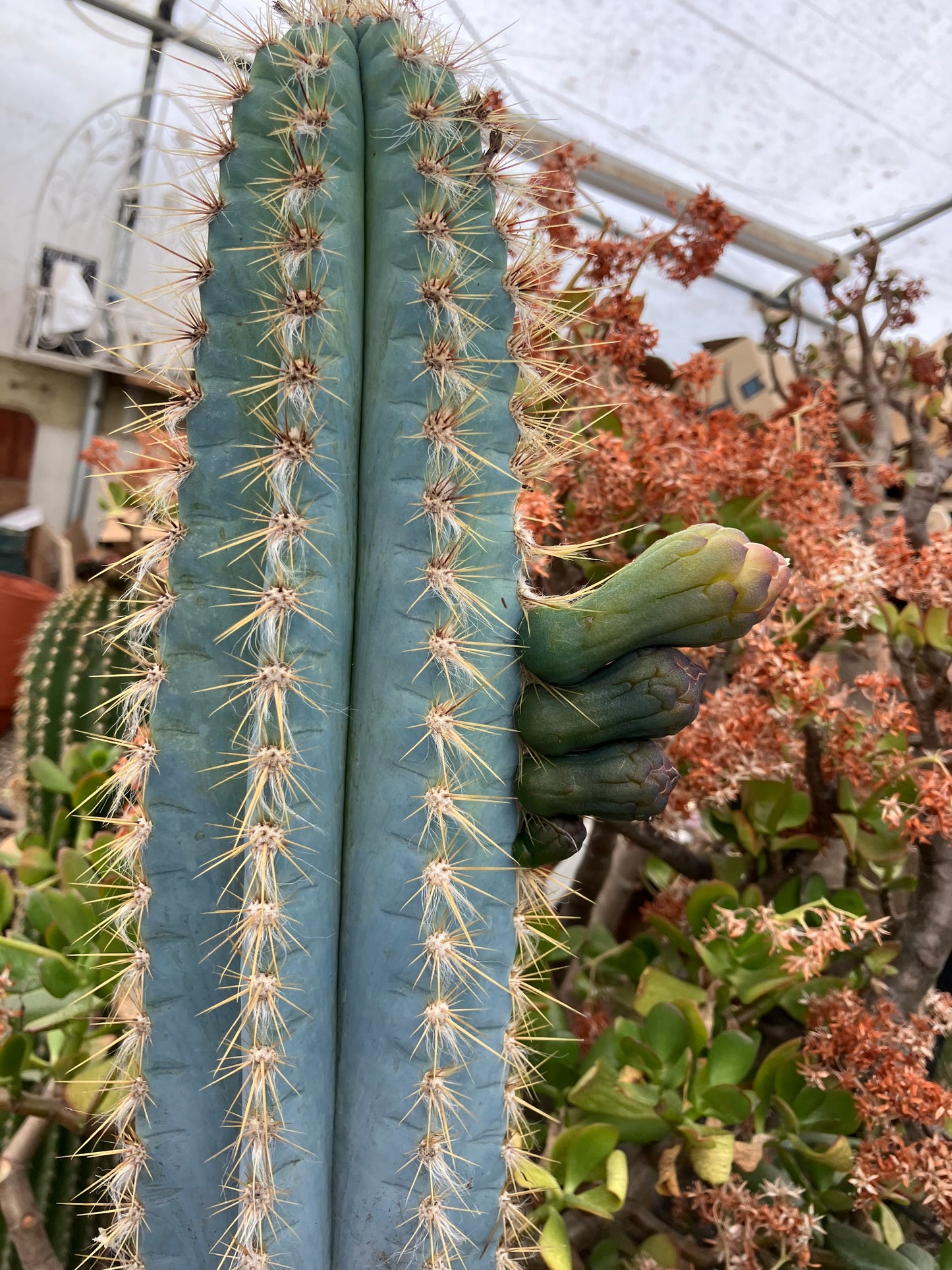 Pilosocereus Blue Azureus Cactus 28" Tall 12.5"Circumference #822R