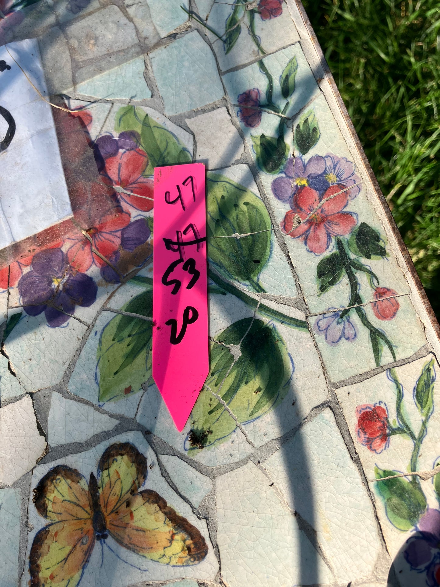 Euphorbia tirucalli Pencil Cactus/Succulent 53"Tall 20"Wide #47P