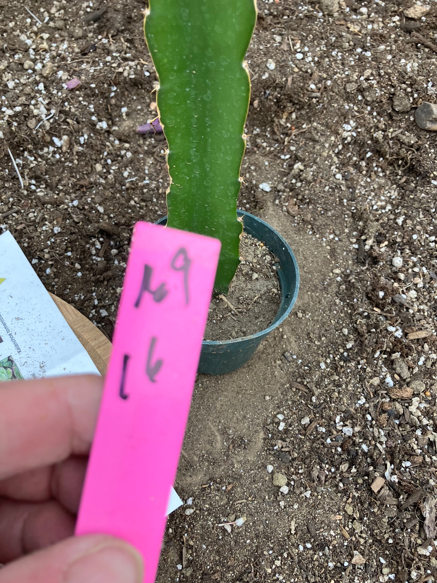 Dragon Fruit Plant Rooted Pitaya or Pitahaya 16" Tall #69P