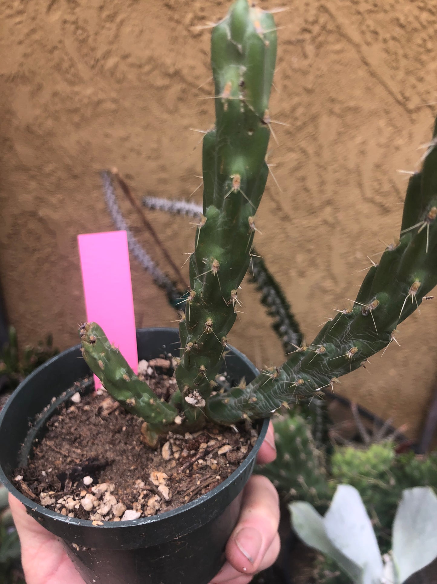 Cholla Cylindropuntia  Buckhorn 6”Tall #60P