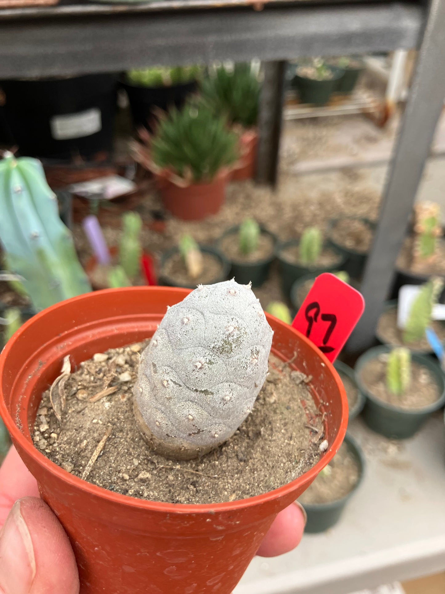 Pine Cone Cactus Tephrocactus~ articulatus var. diadematus Pinecone 1.5"Tall #97R