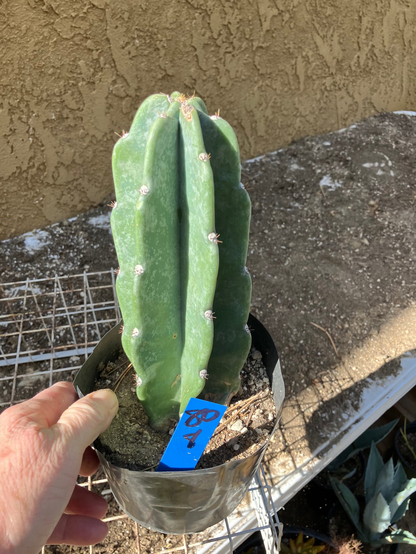 Cereus Peruvianus Night Blooming 8”Tall #80B