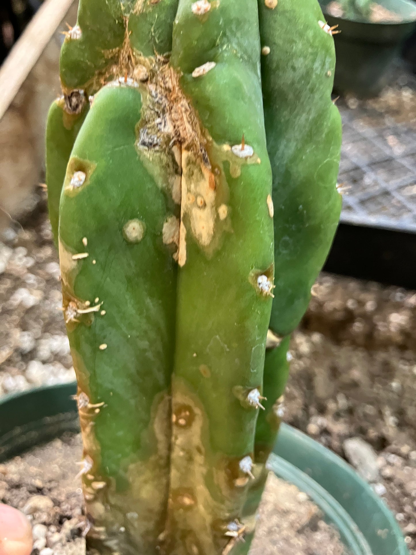 San Pedro Cactus - Trichocereus pachanoi 10"Tall #10PU