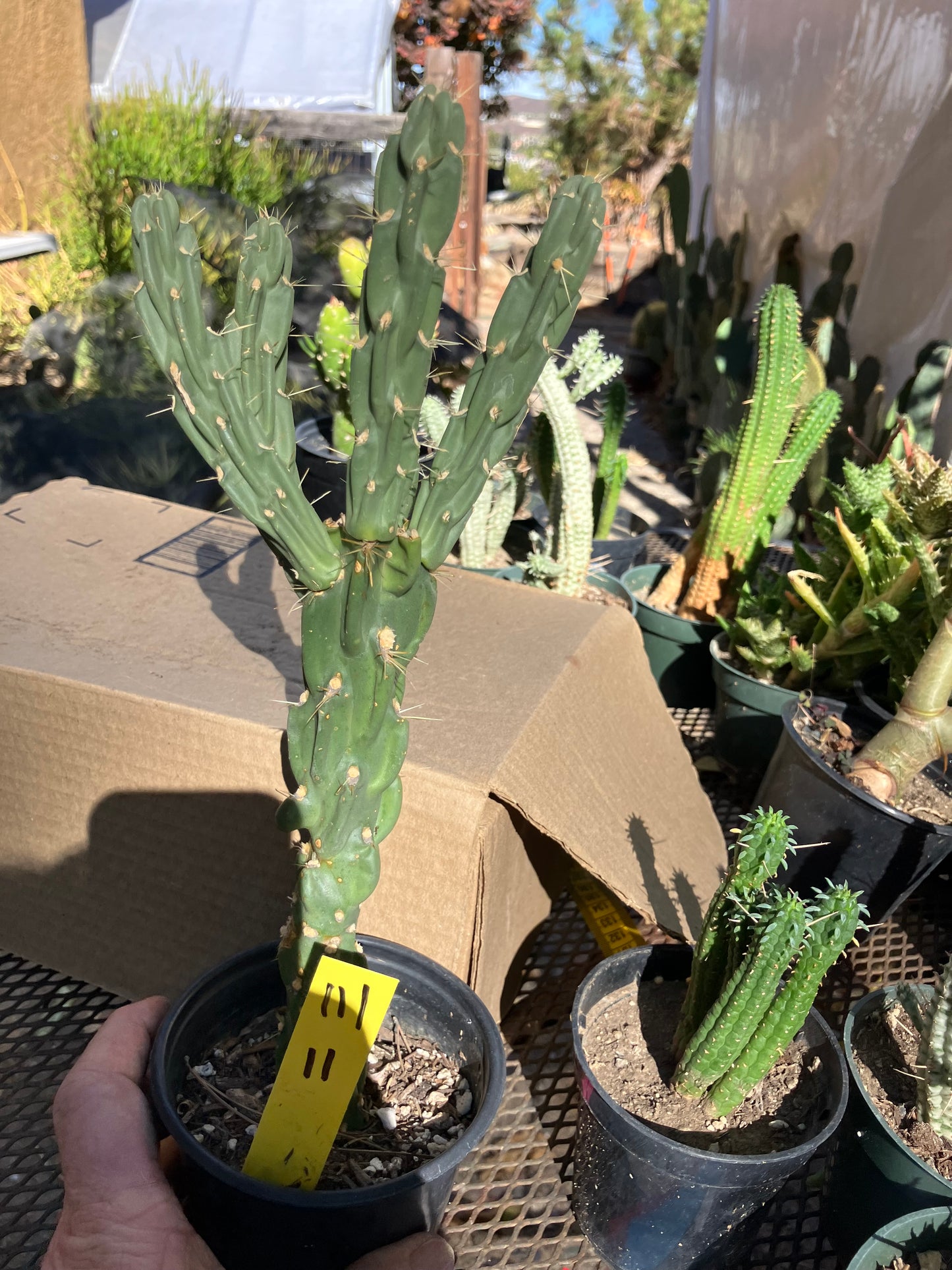 Cholla Cylindropuntia Buckhorn Cactus 11”Tall #111Y