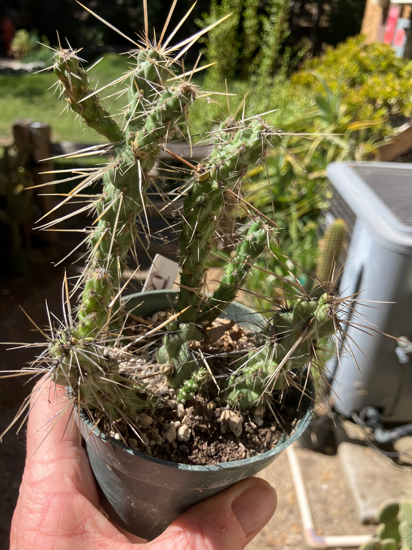 Cholla Cylindropuntia Buckhorn Cactus 5”Tall #51W