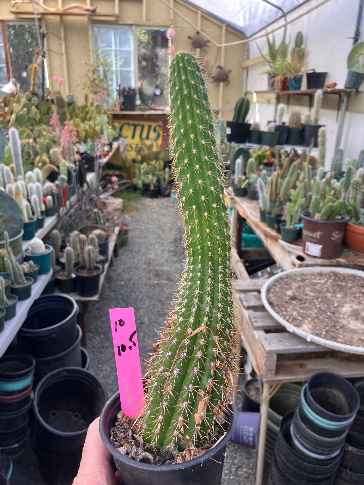 Golden Torch Cactus - Trichocereus spachianus 10.5”Tall #10P