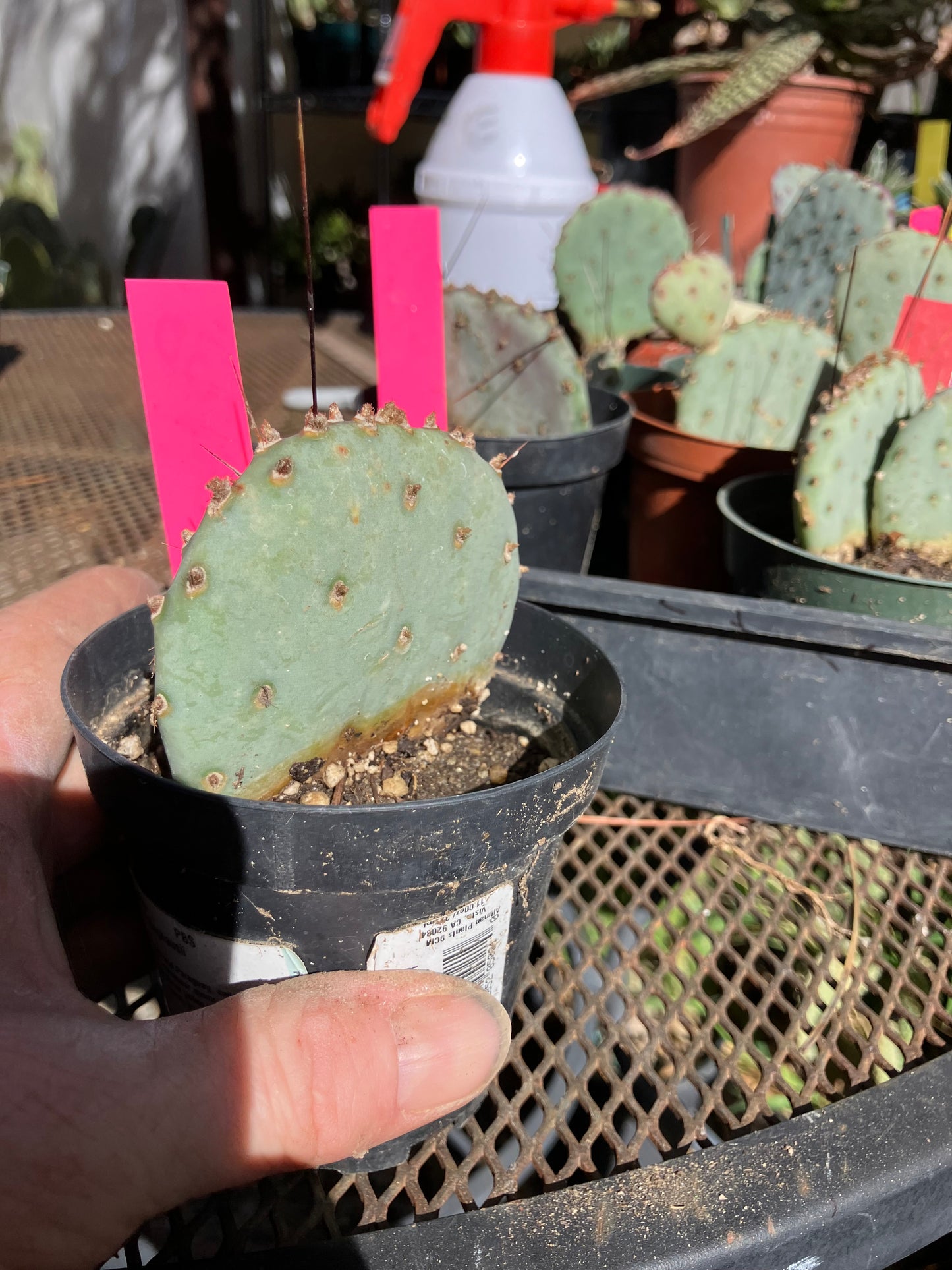 Opuntia Santa Rita Purple Prickly Pear 3”Tall #30P