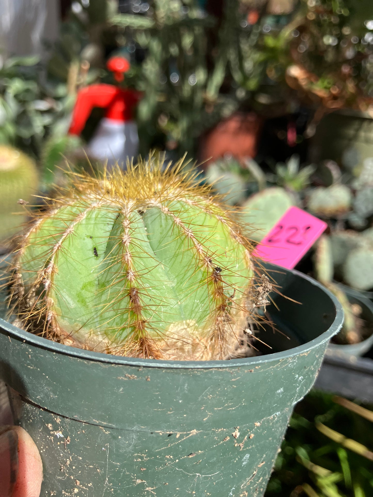 Notocactus Magnificus  Balloon Cactus Fast Grower 2” Tall, 2" Wide #22p