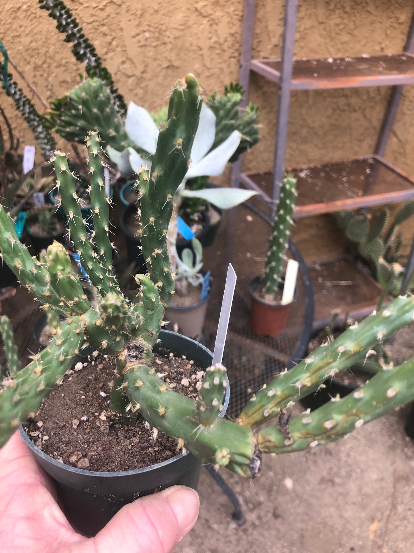 Cholla Cylindropuntia  Buckhorn 6”Tall #67W