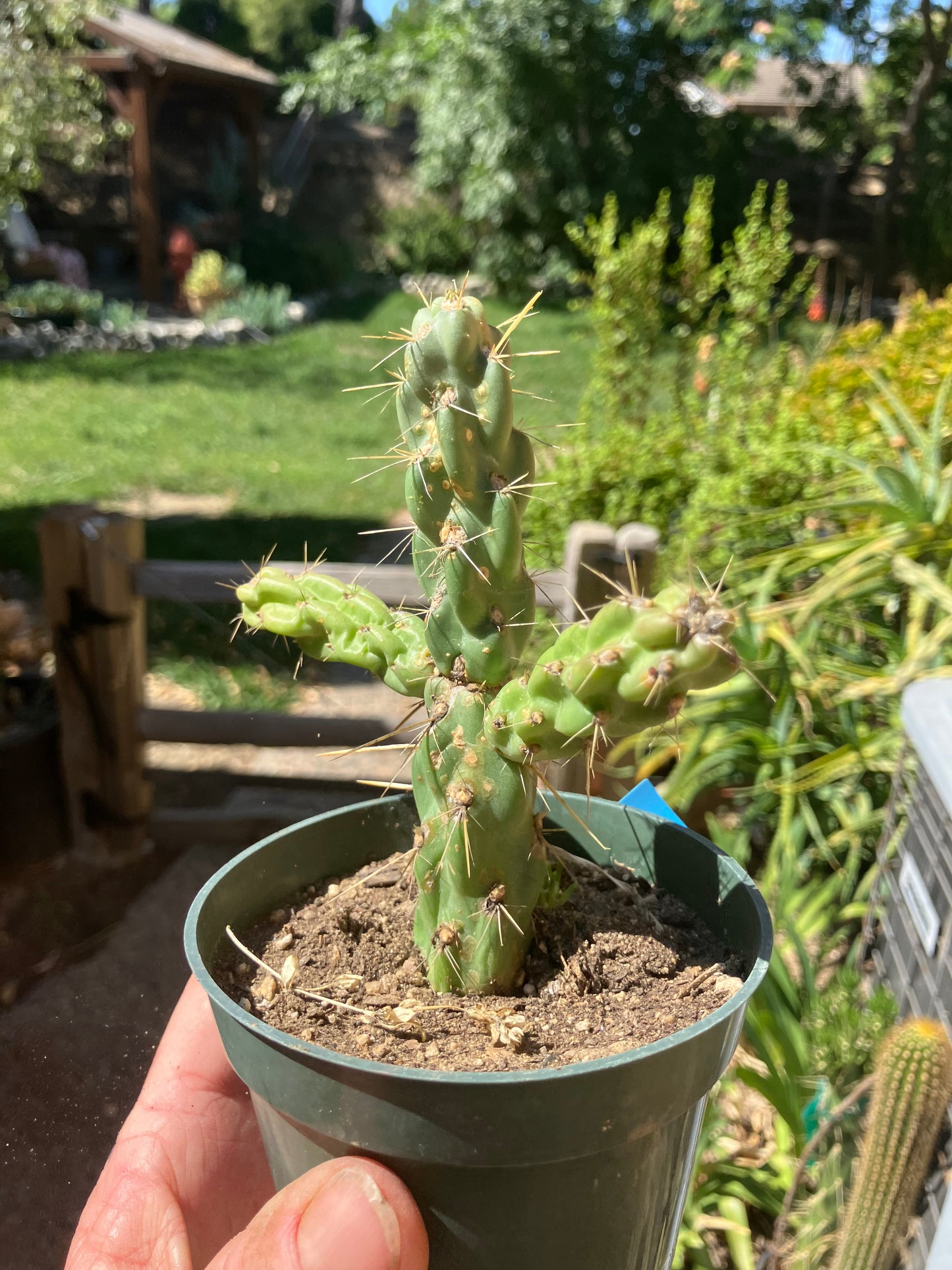 Cholla Cylindropuntia Buckhorn Cactus 5”Tall #015B