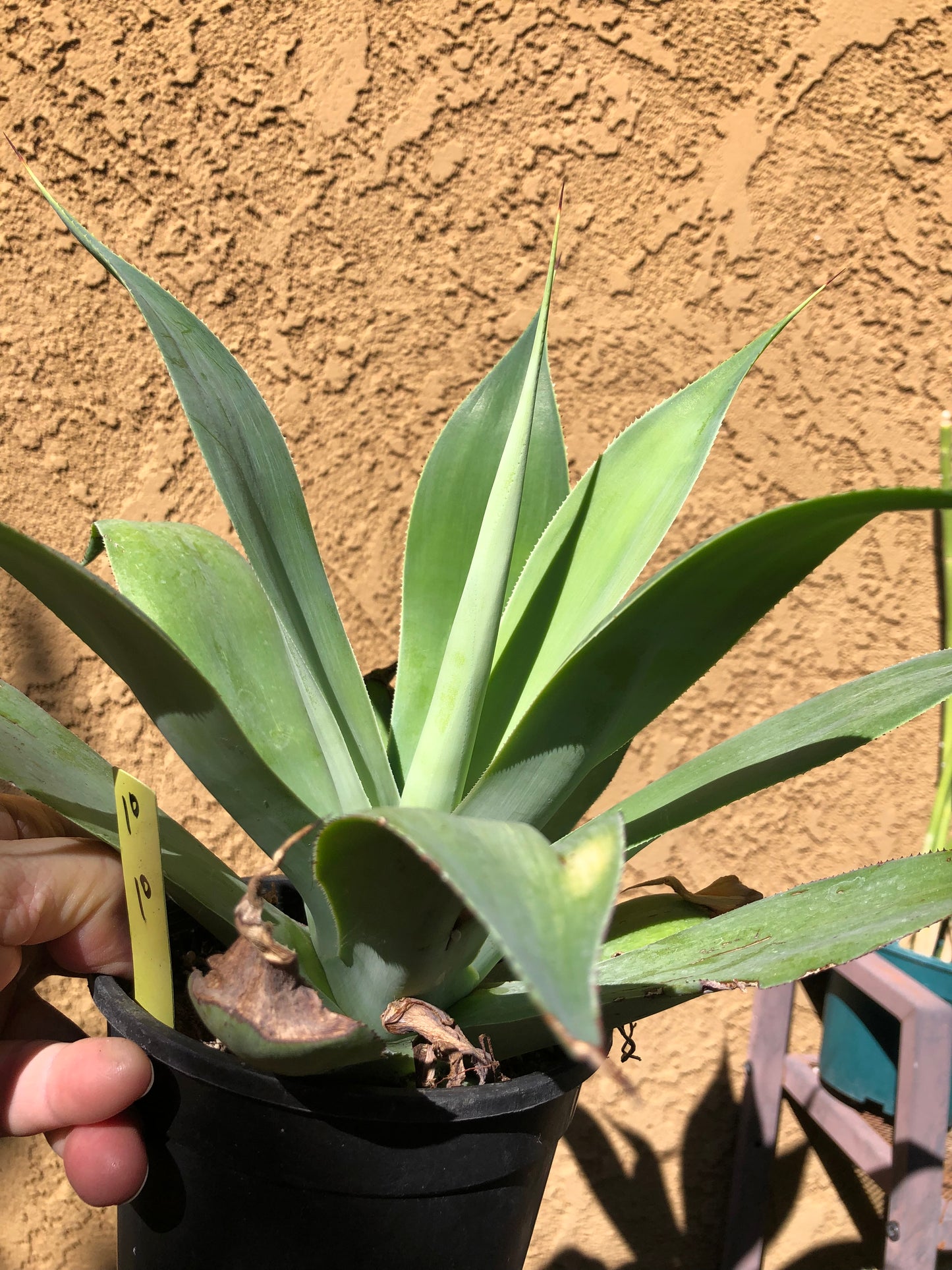 Agave~ Fox Tail Agave Attenuata 10"Wide #10Y