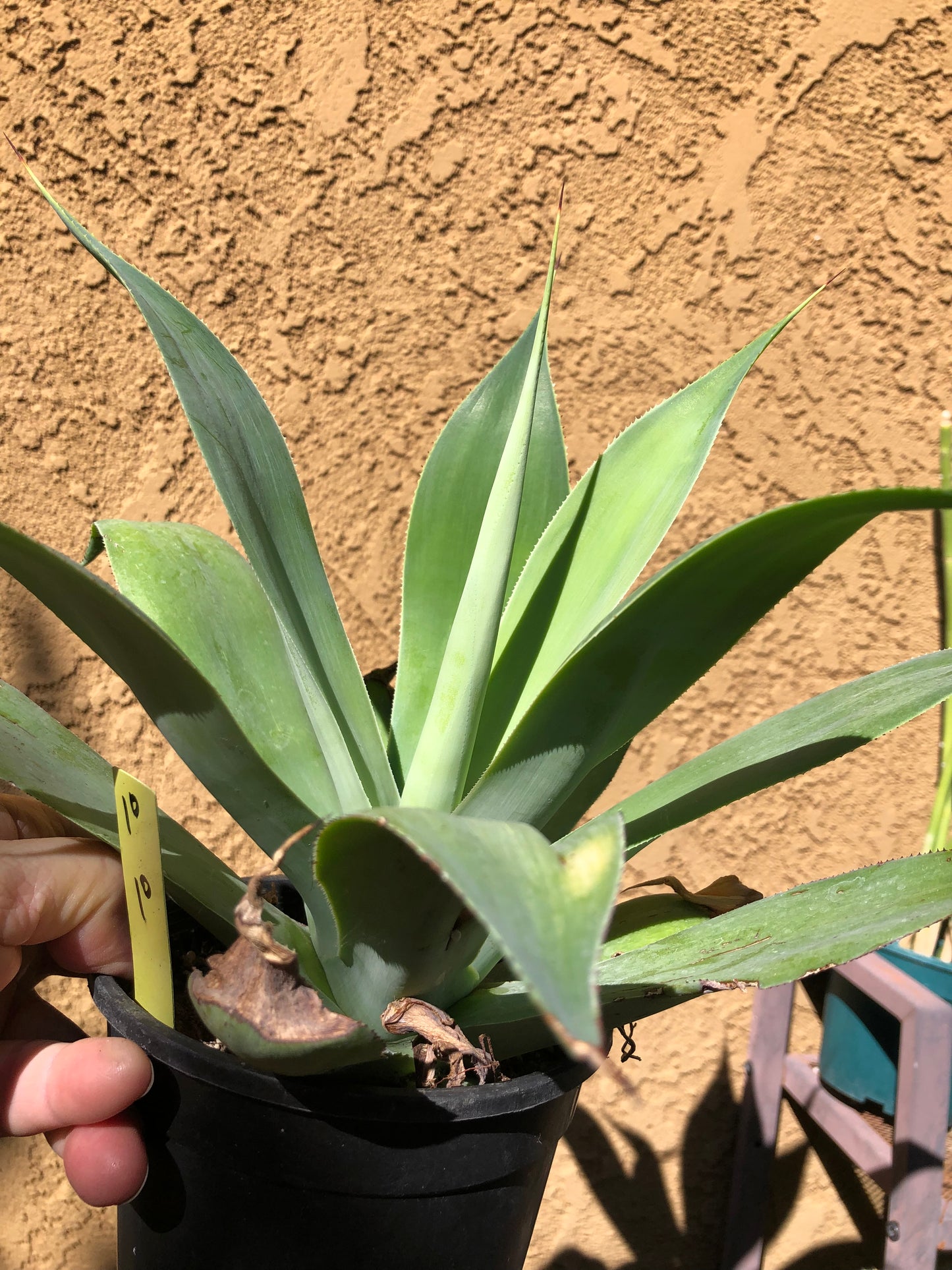 Agave~ Fox Tail Agave Attenuata  10"Wide #10Y