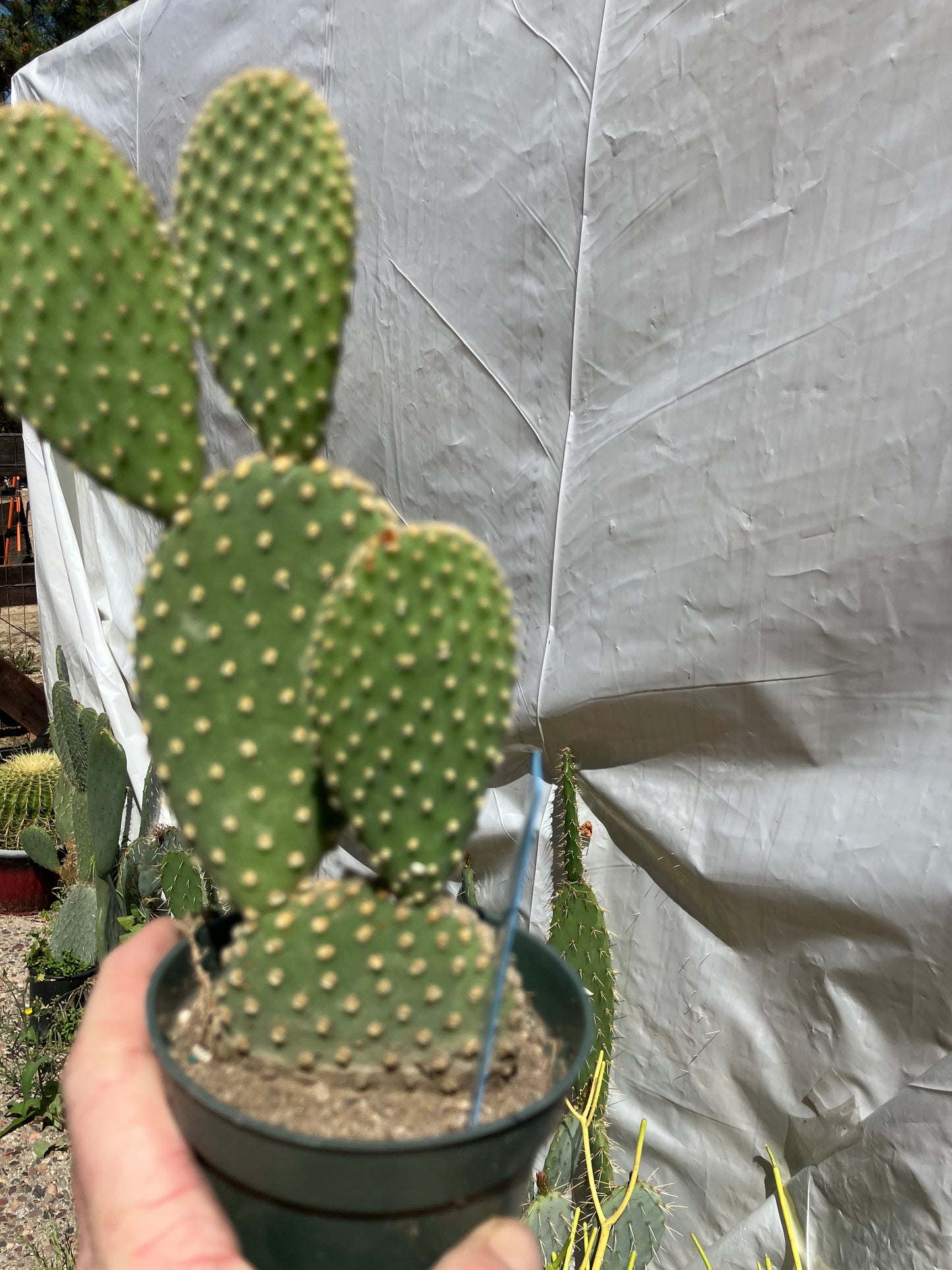Opuntia microdasys Off White Bunny 8"Tall #100B
