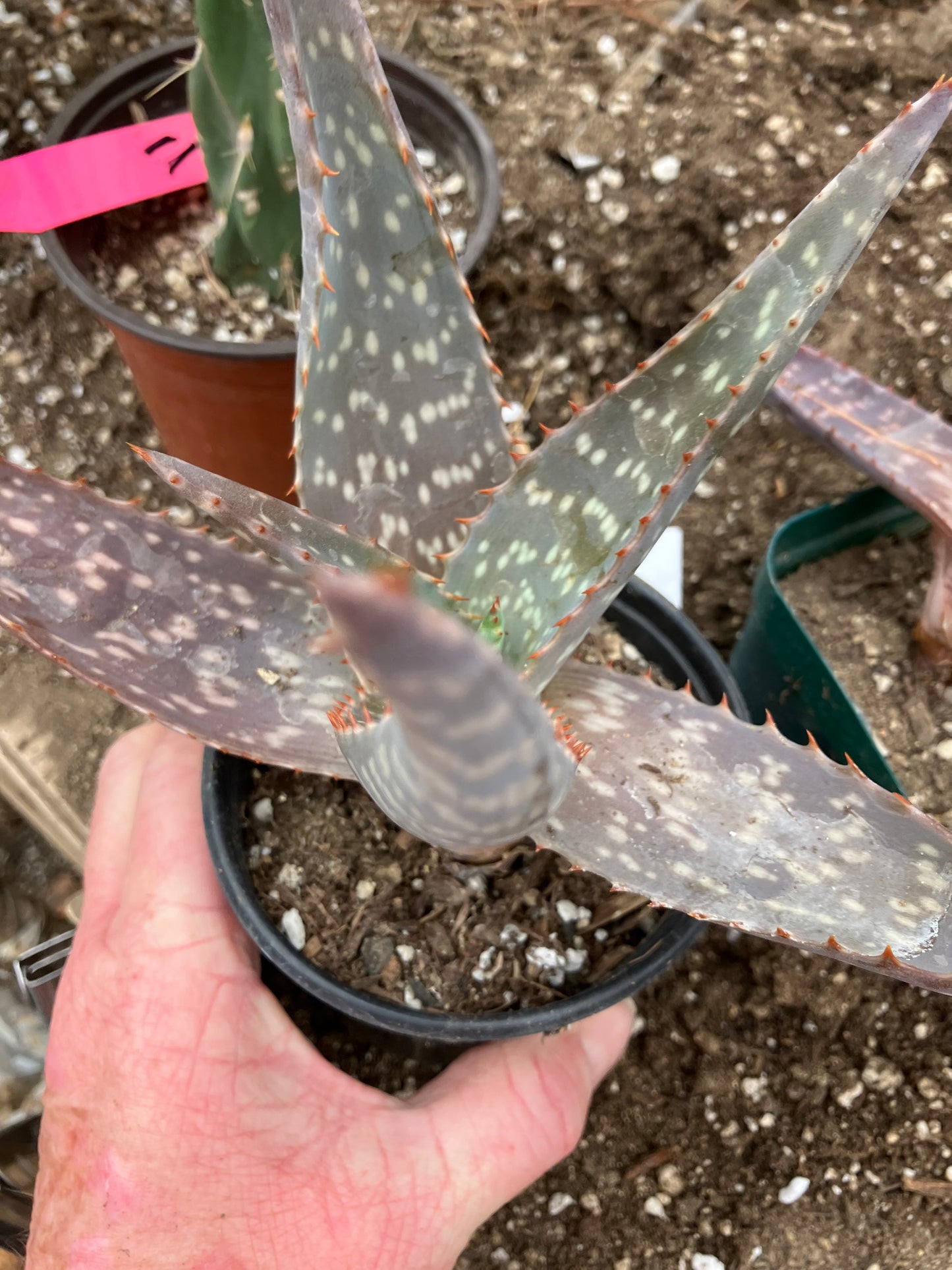 Aloe maculata Soap Aloe 8"Wide Succulent Cactus #8G