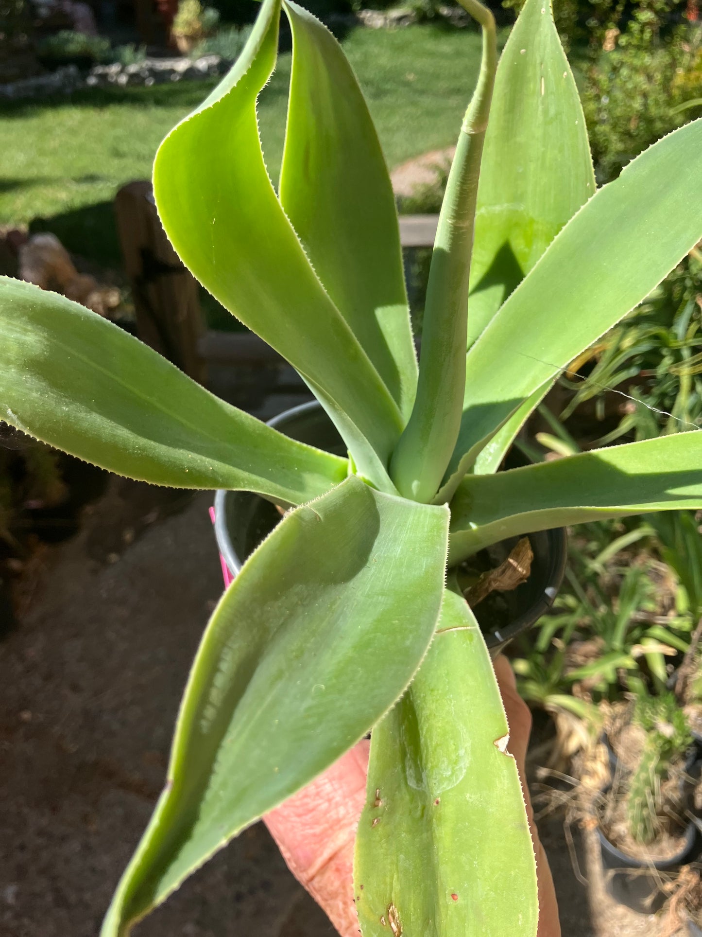 Agave attenuata Foxtail Agave (Fox tail) 11" Wide #111P