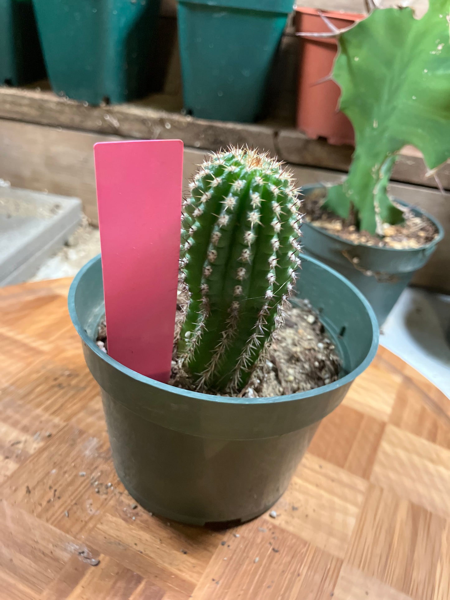 Pachycereus pecten-aboriginum Indian Comb Cactus 3"Tall #03P