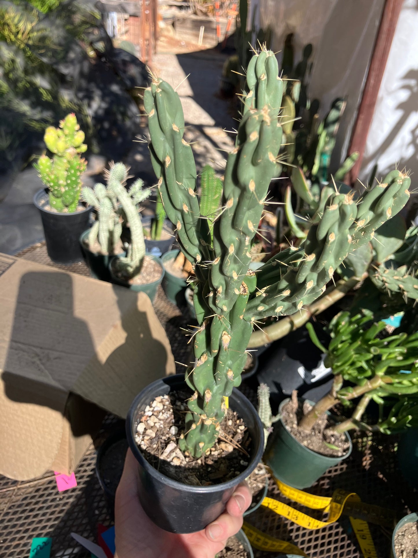 Cholla Cylindropuntia Buckhorn Cactus 11”Tall #111Y