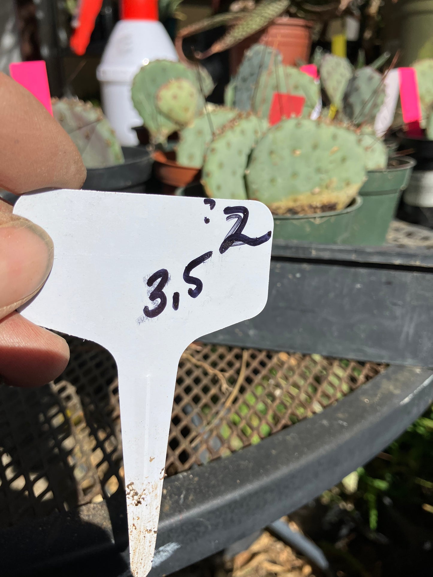 Opuntia Santa Rita Purple Prickly Pear 3.5”Tall #2W