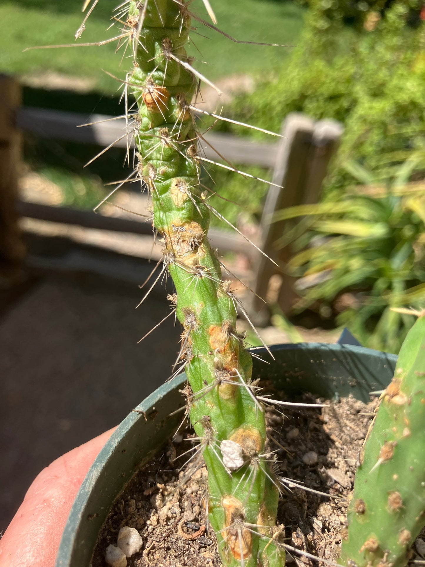 Cholla Cylindropuntia Buckhorn Cactus 5”Tall #051B