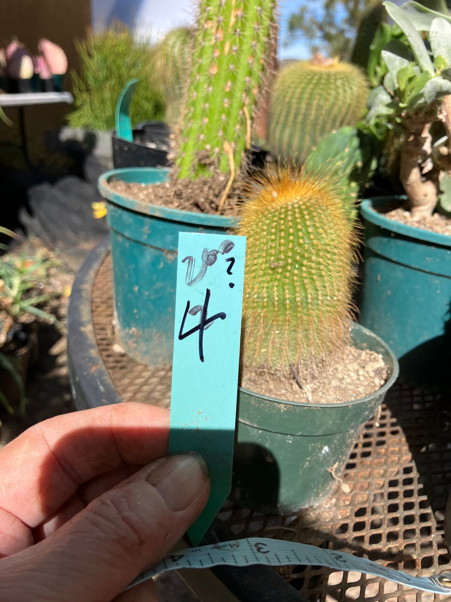 Notocactus leninghausii 4"Tall Cactus #200G