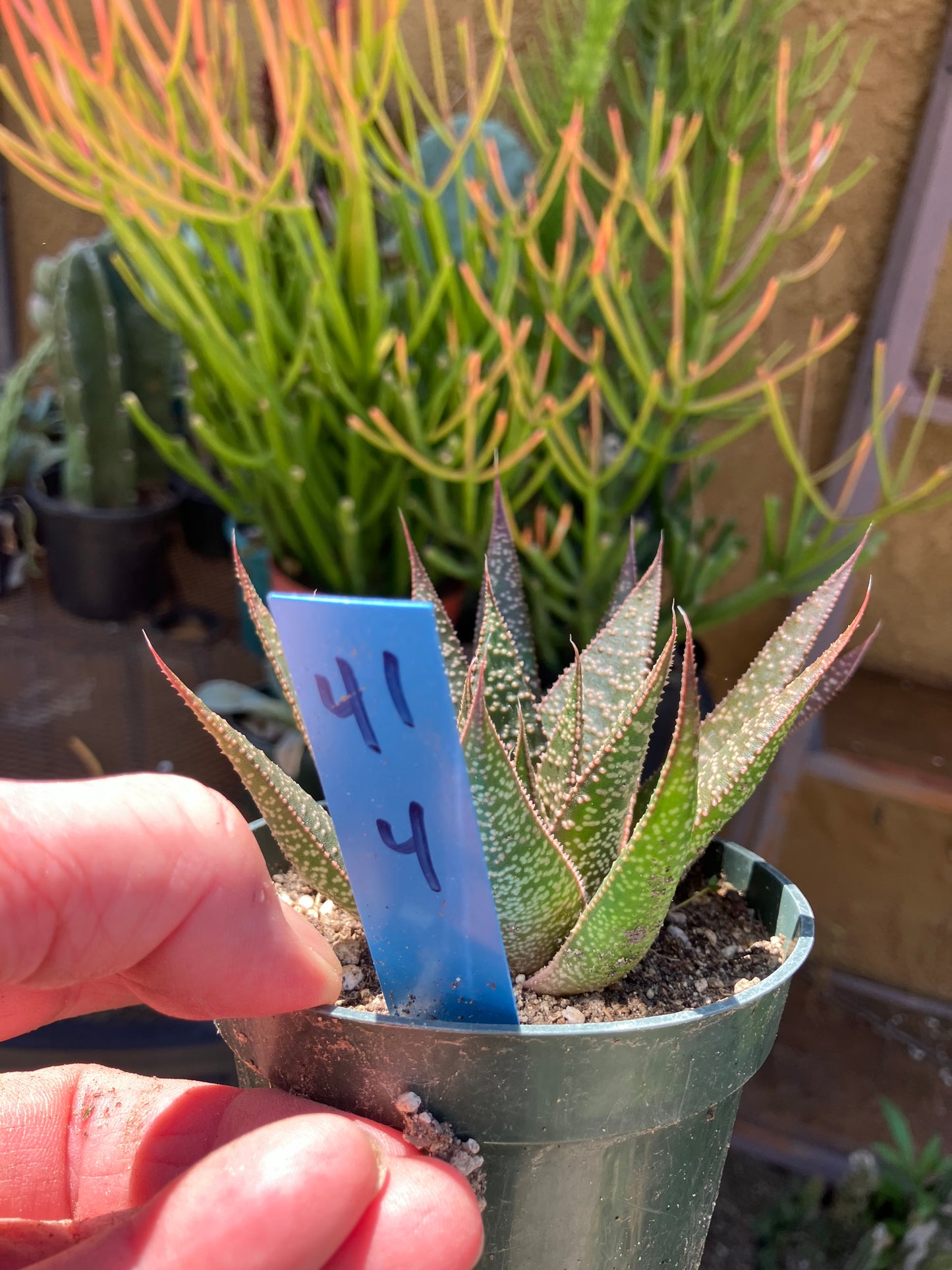 Guinea-fowl aloe  Aristaloe aristata 4”Wide #41B