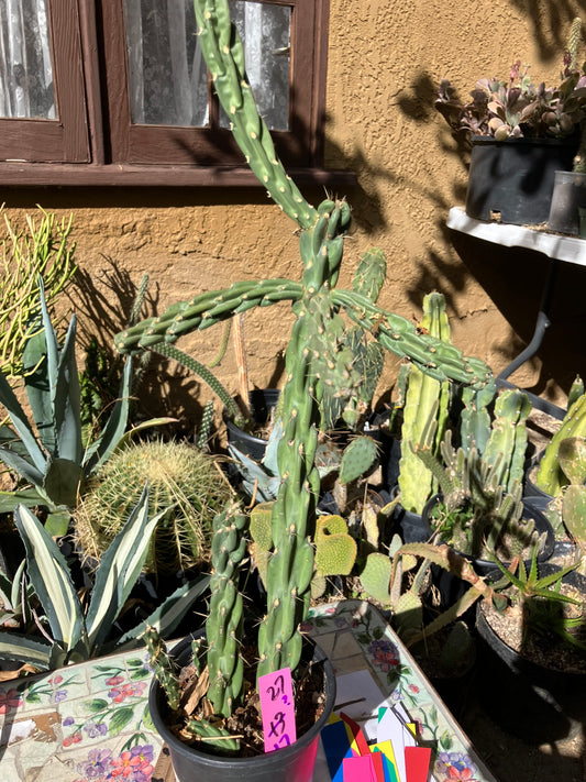 Cholla Cylindropuntia  Buckhorn  Cactus 17”Tall #27P